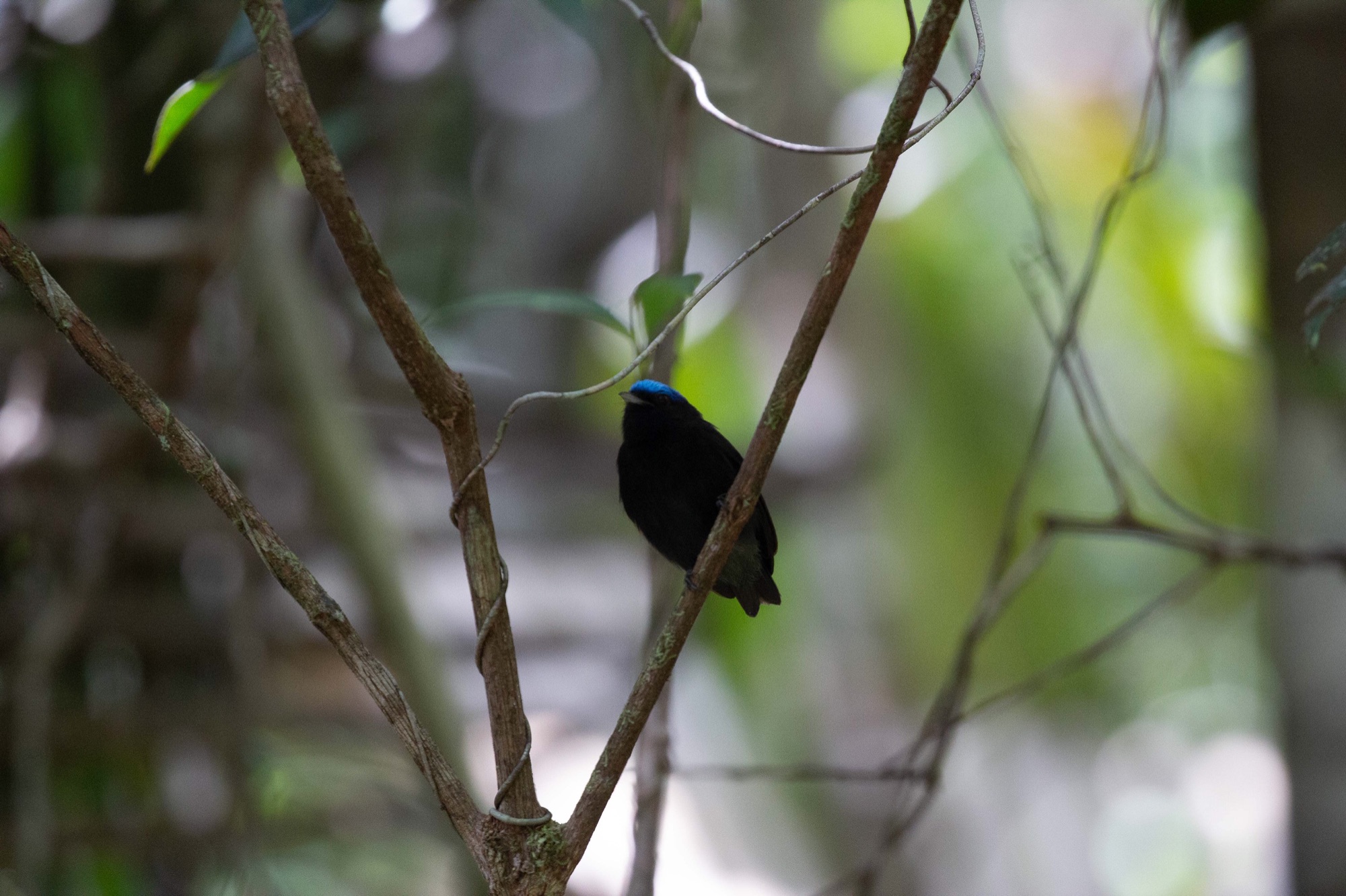 Blue-crowned Manakin