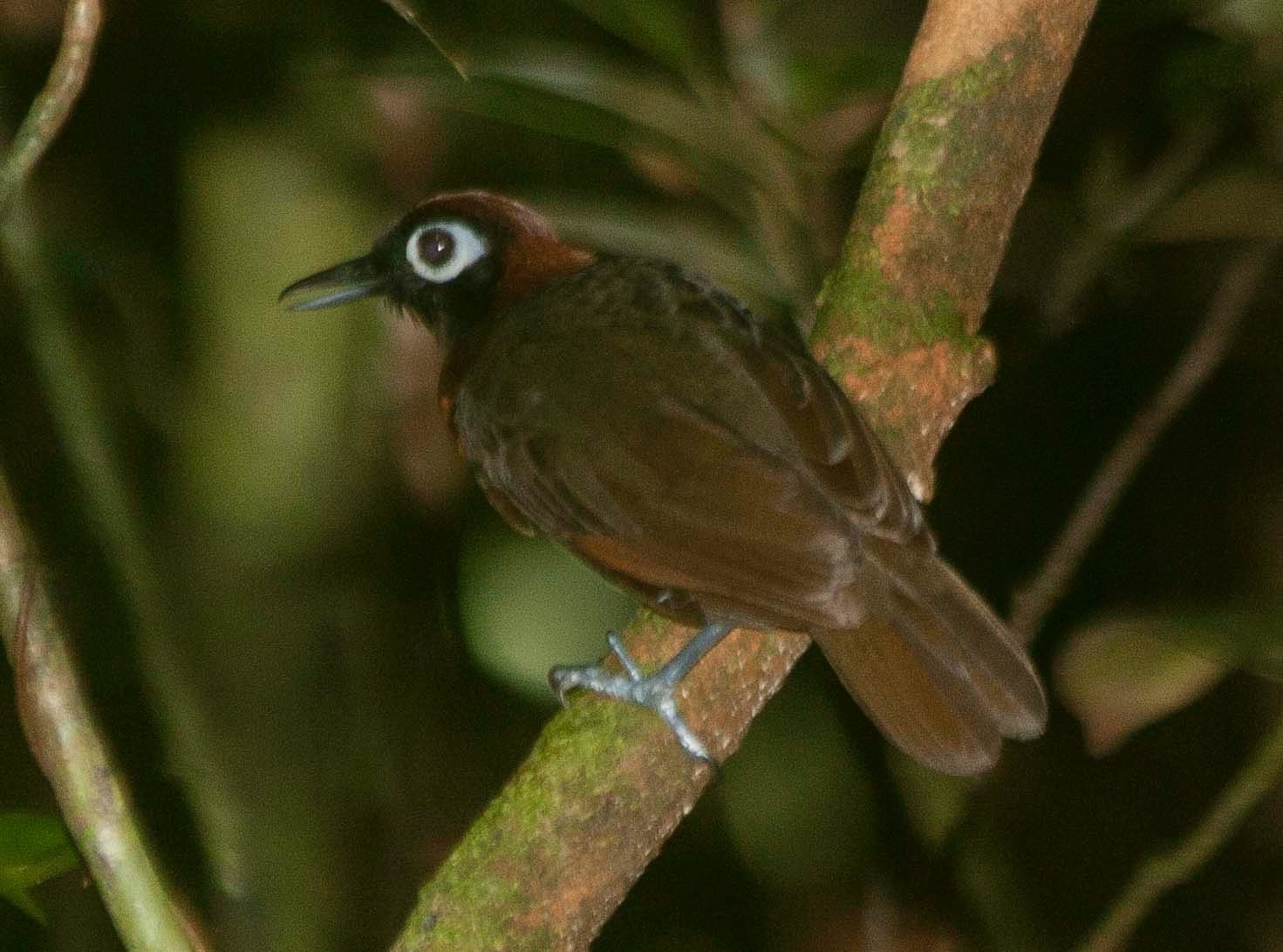 Chestnut-crested Antbird