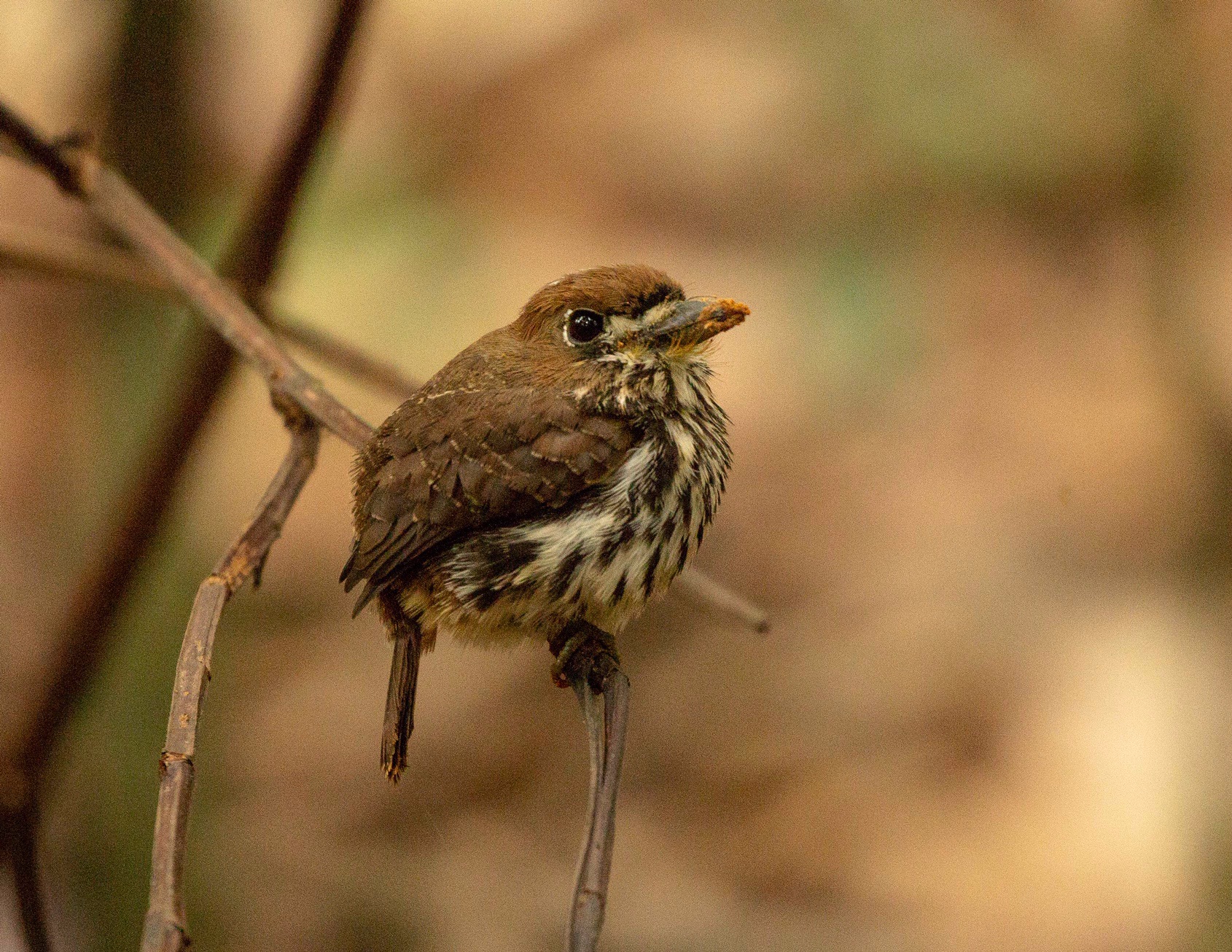 Lanceolated Monklet