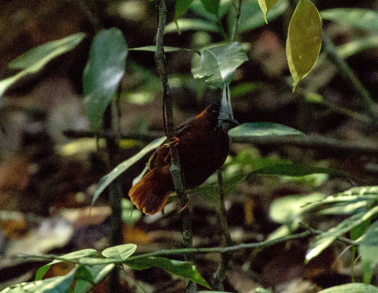 White-plumed Antbird