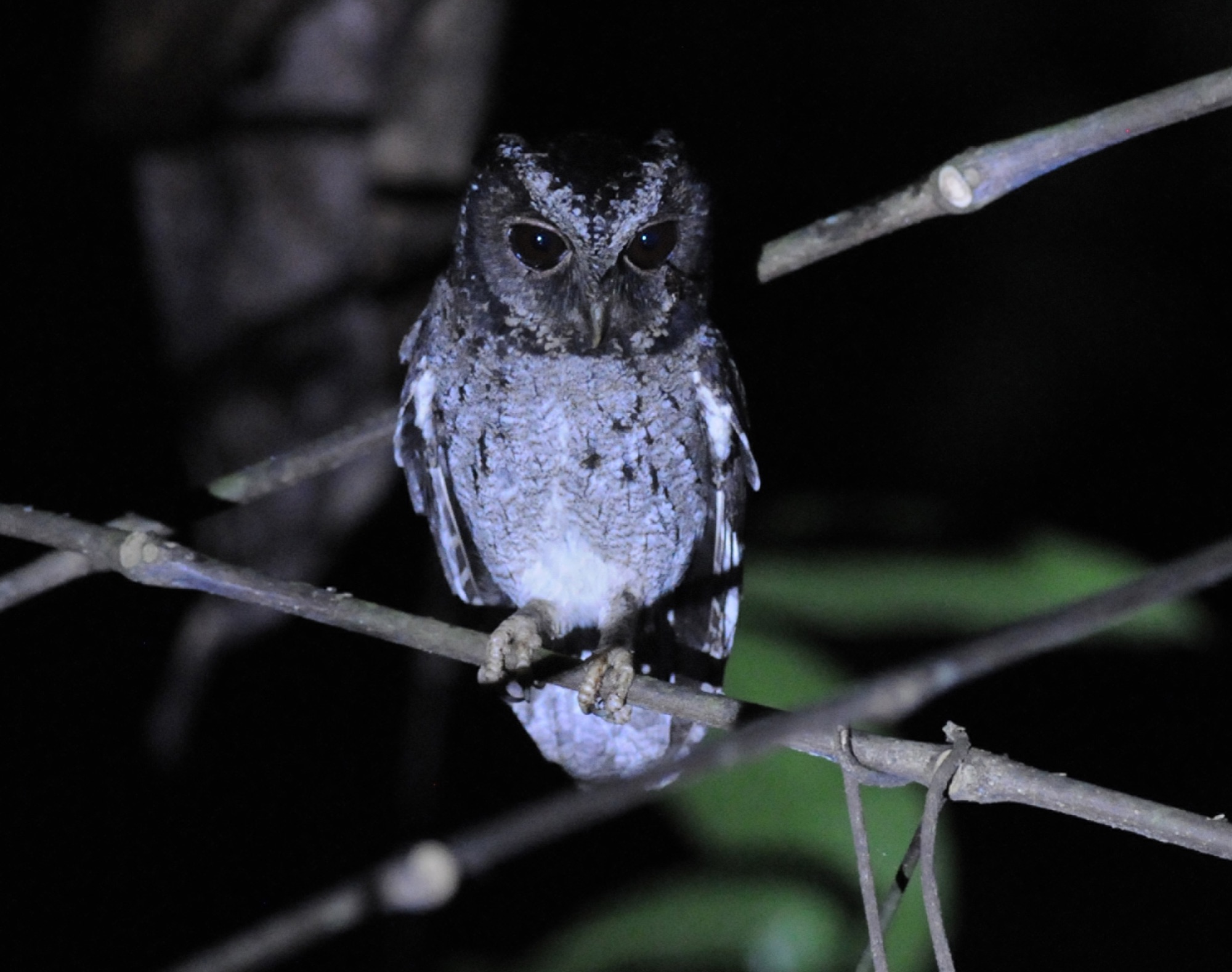Sunda Scops-Owl