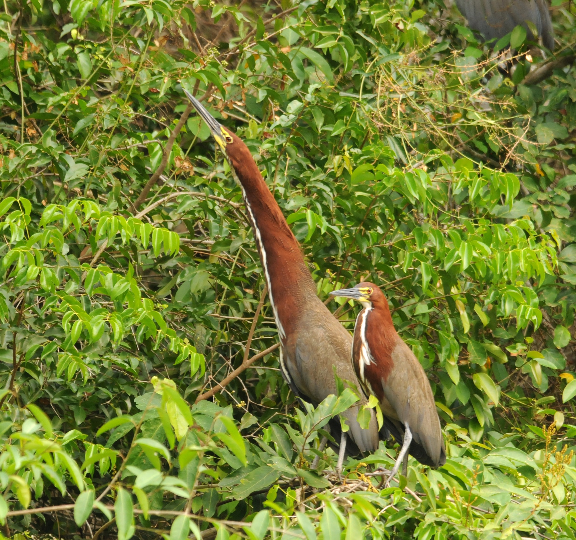 Rufescent Tiger-heron