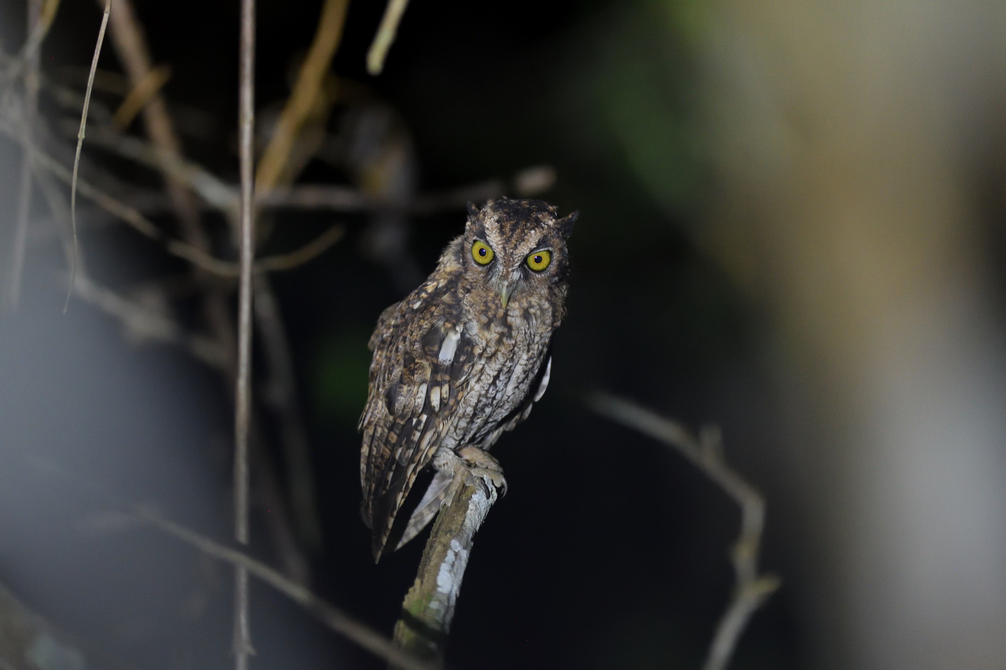 black-capped screech owl