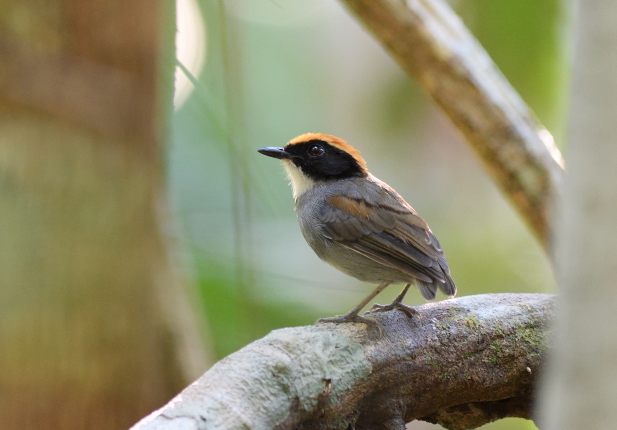 black-cheeked gnateater