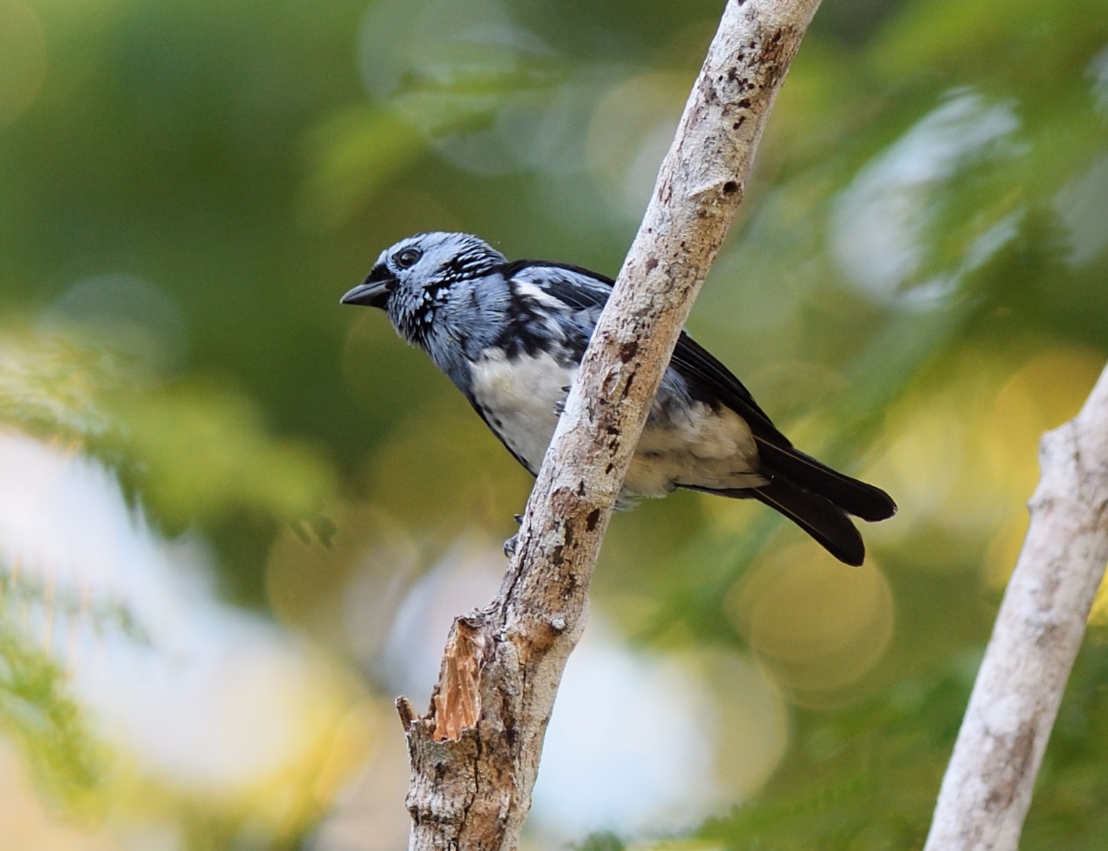 white-bellied tanager