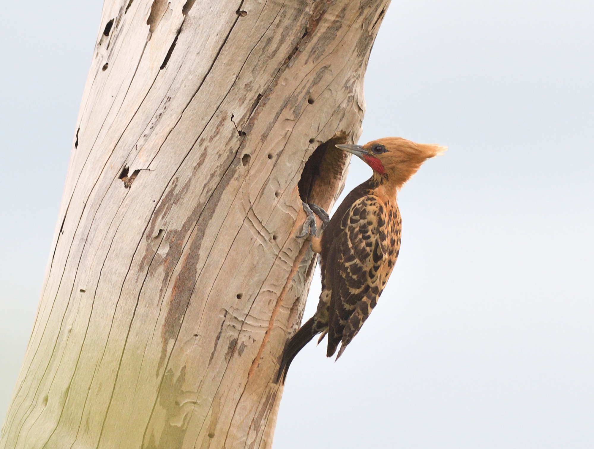 ochre-backed woodpecker