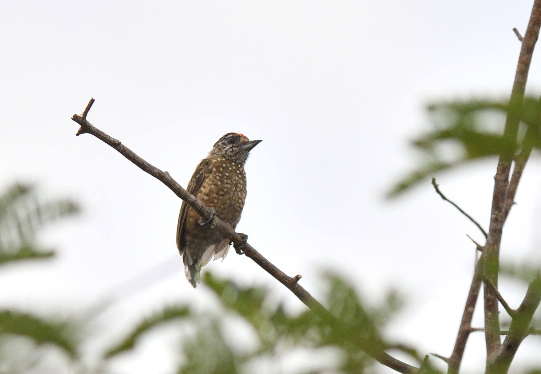 Spotted Piculet