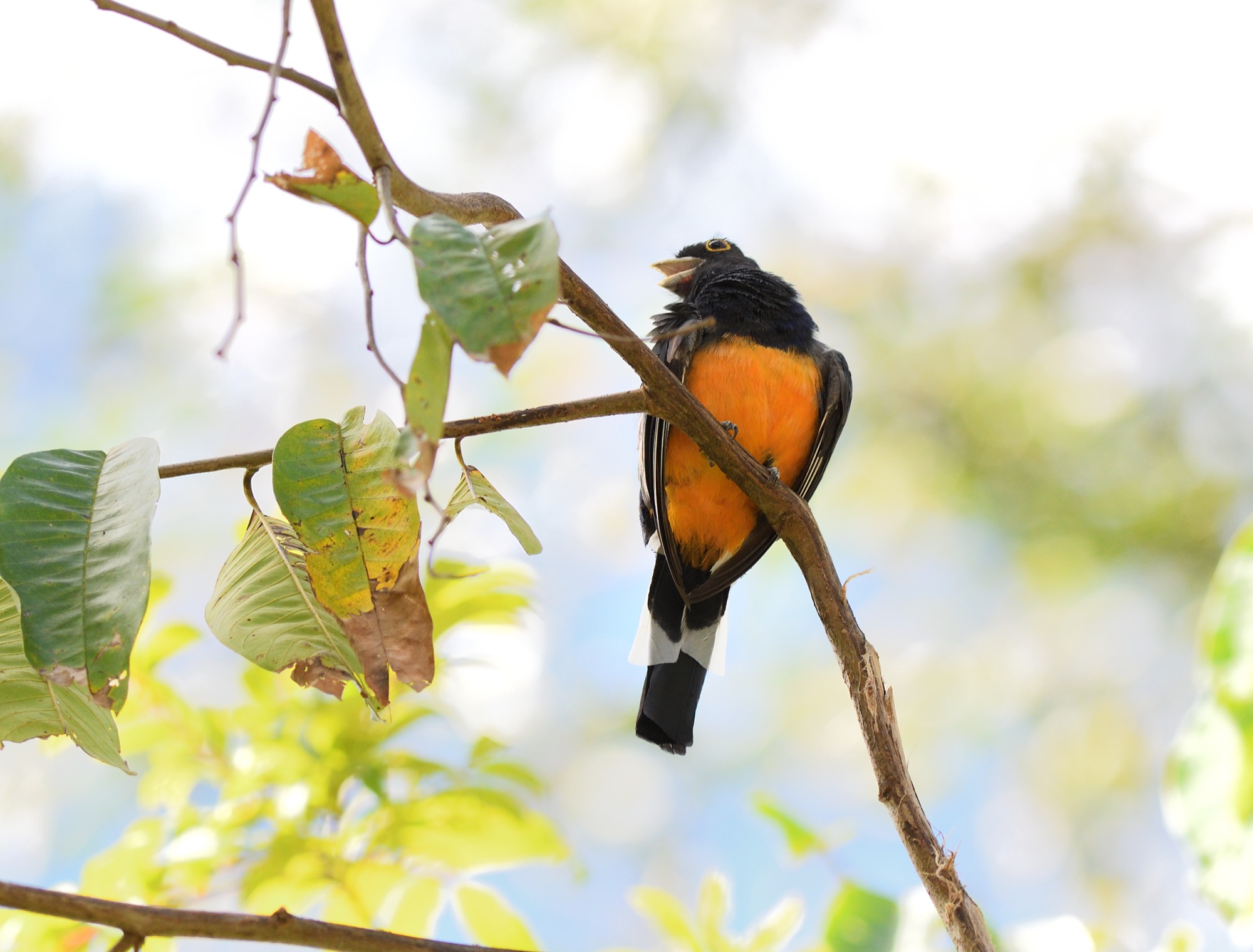 Surucua Trogon