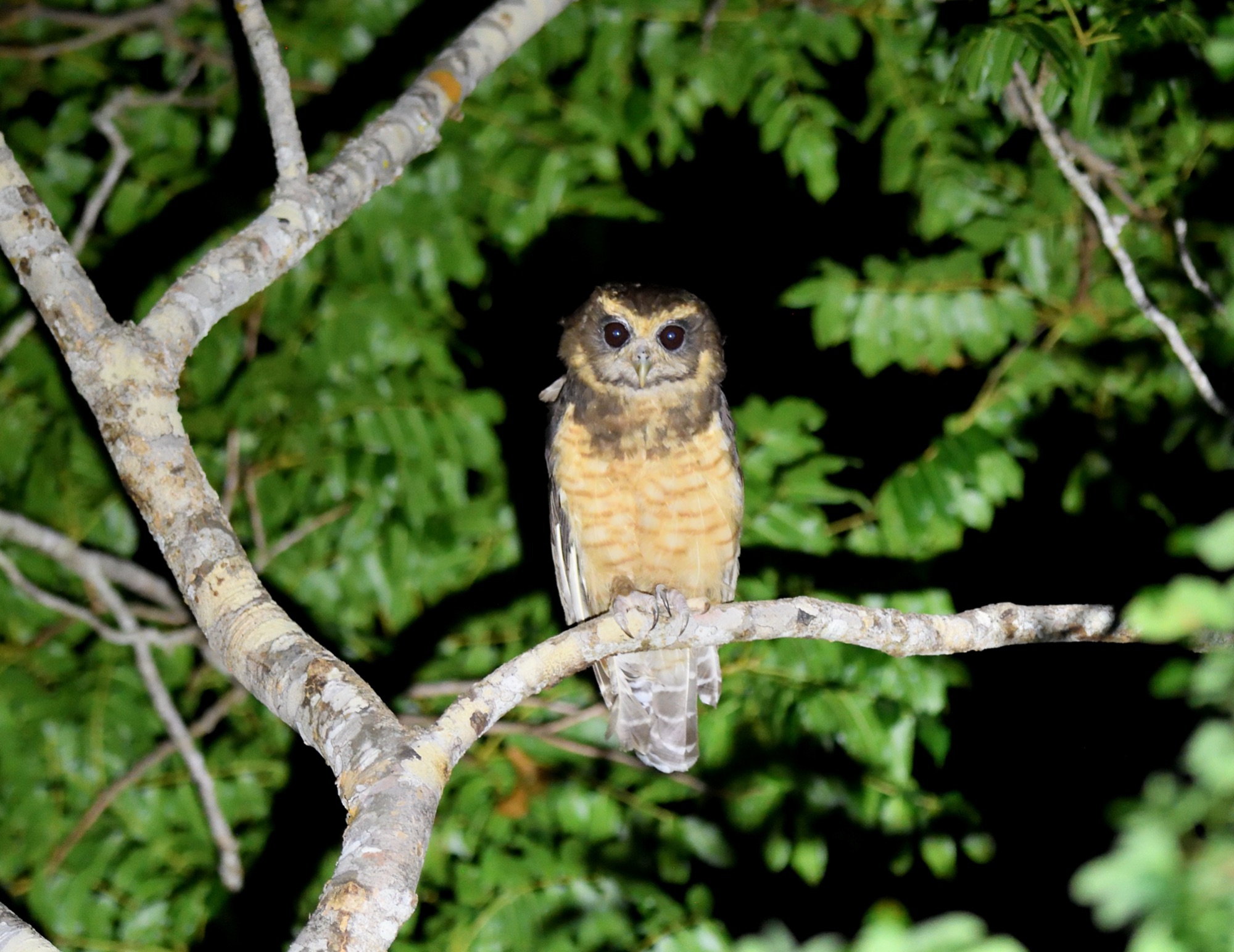 tawny-browed owl