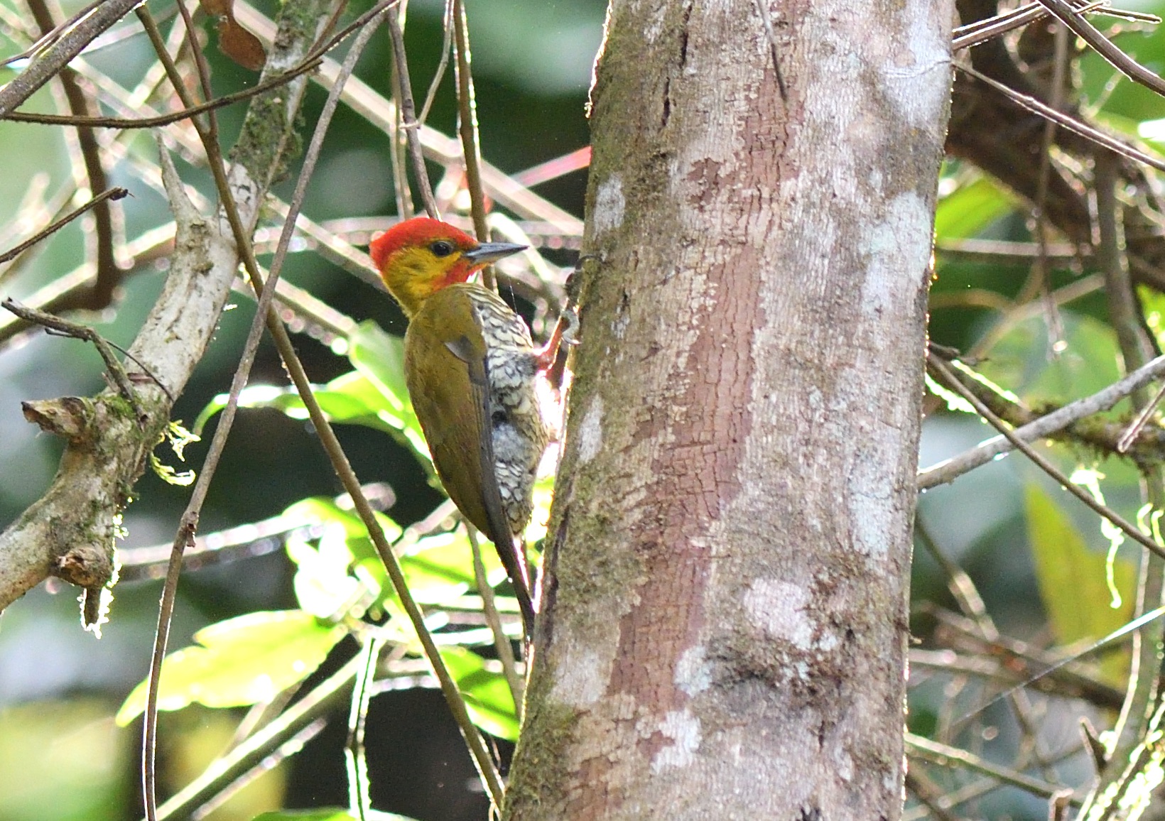 Yellow-throated Woodpecker