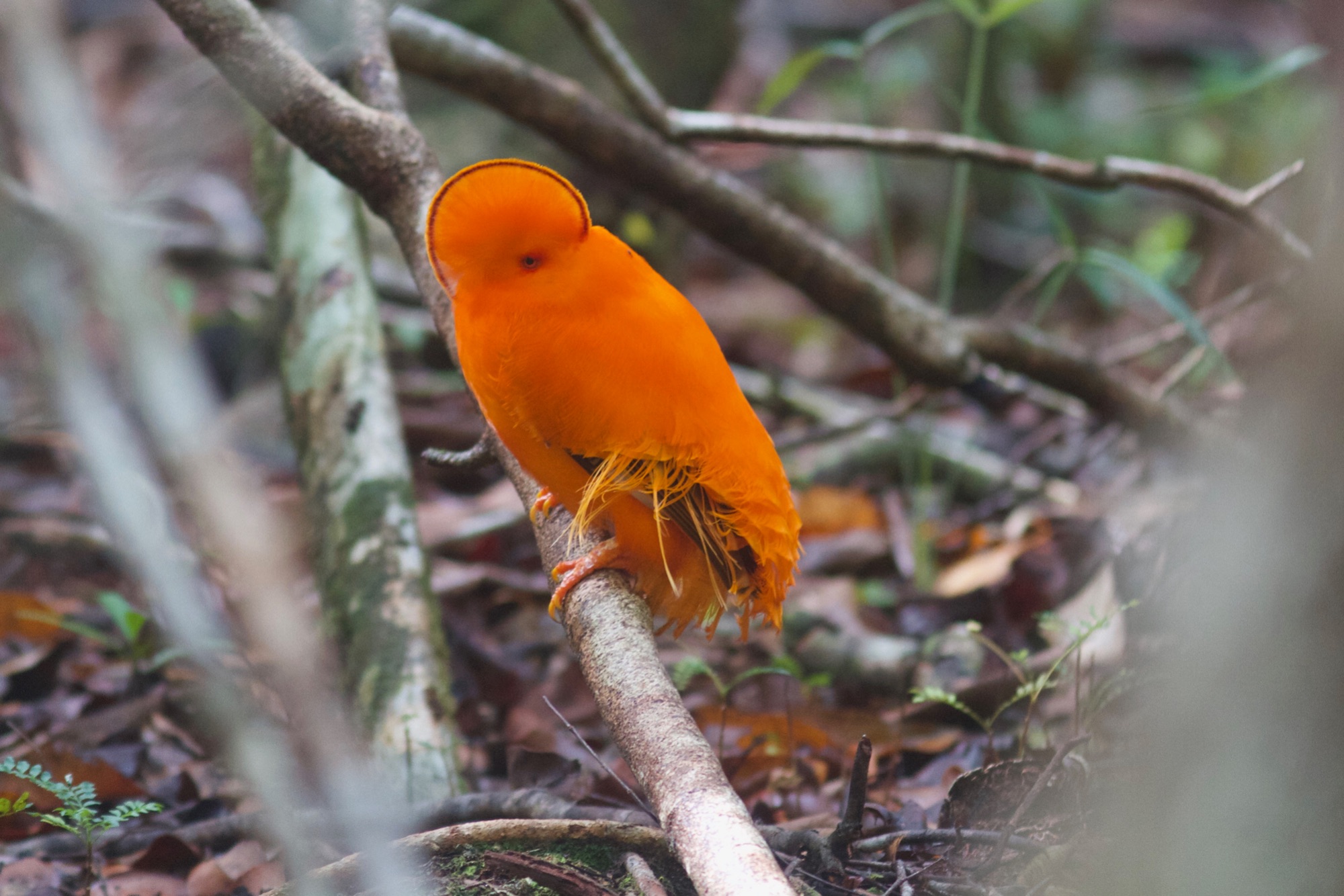 guianan cock-of-the-rock