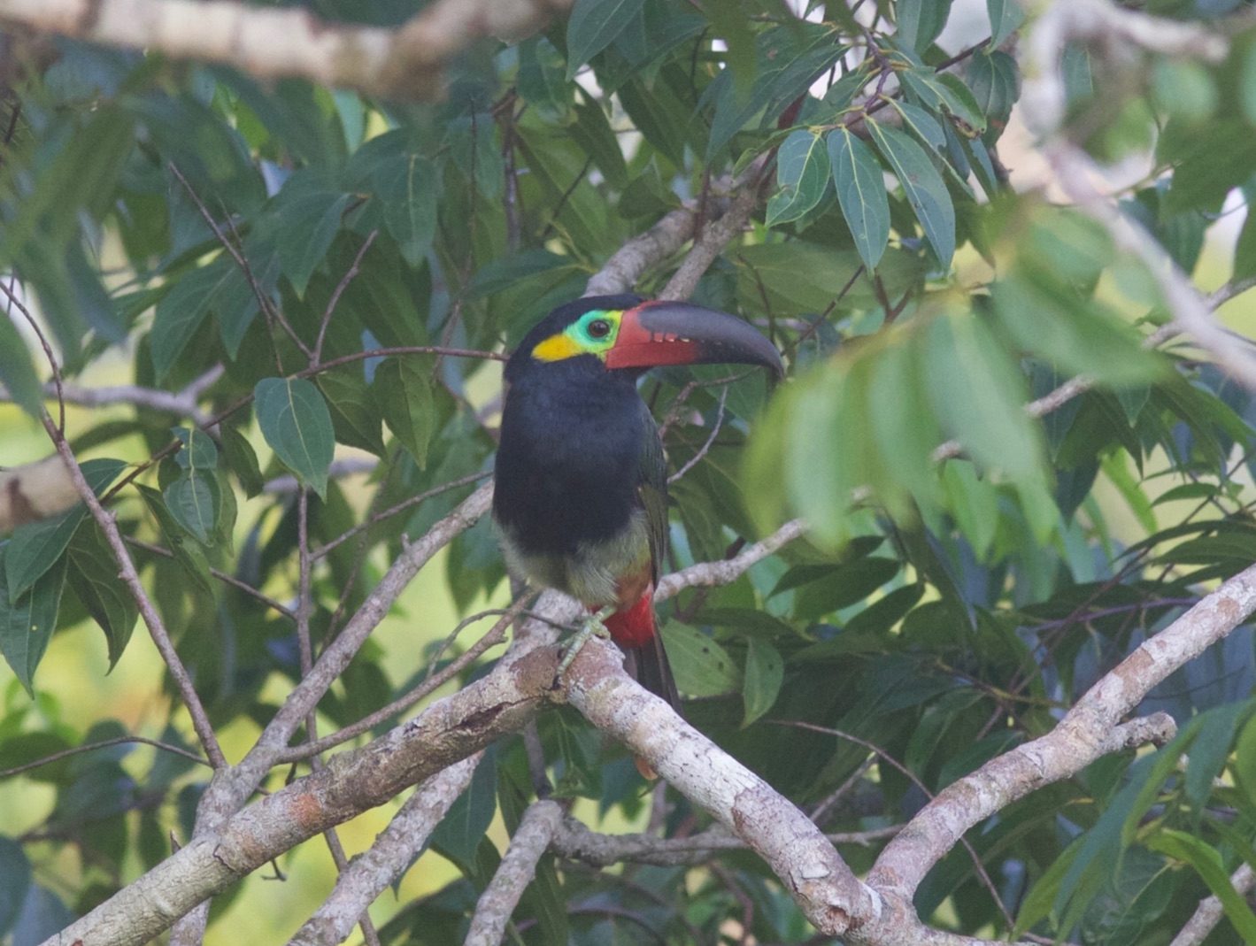 Guianan Toucanet