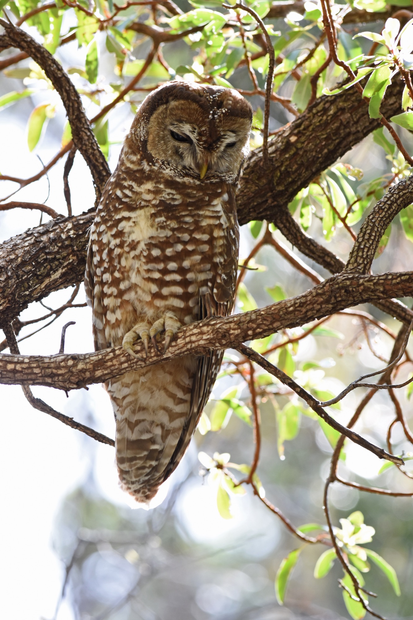 Spotted Owl