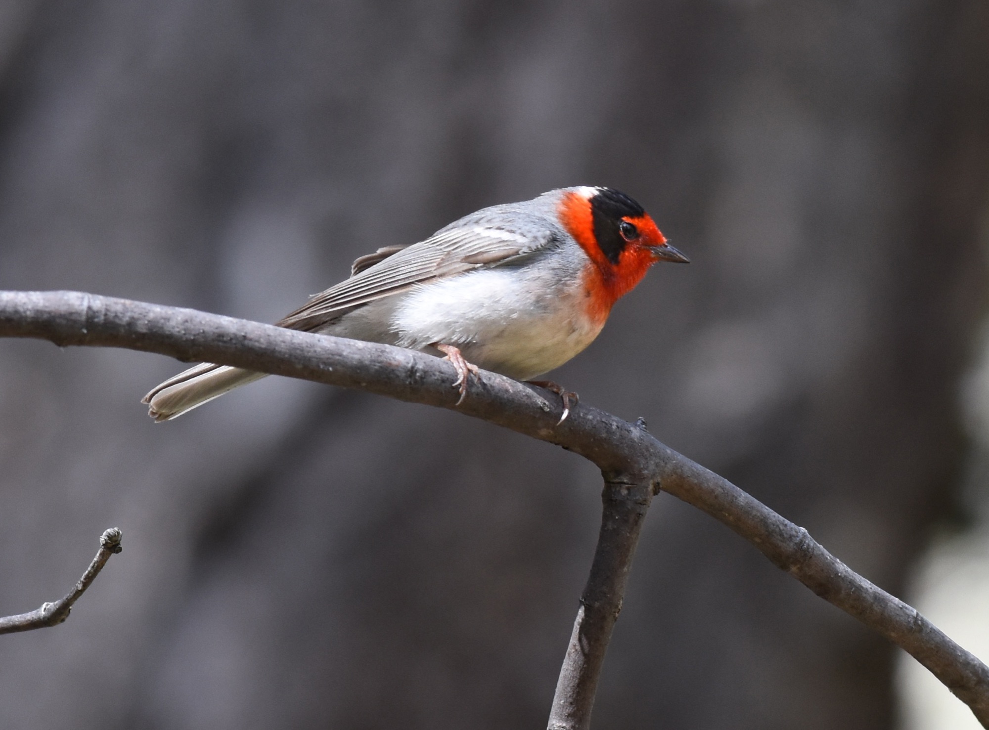 Red-faced Warbler
