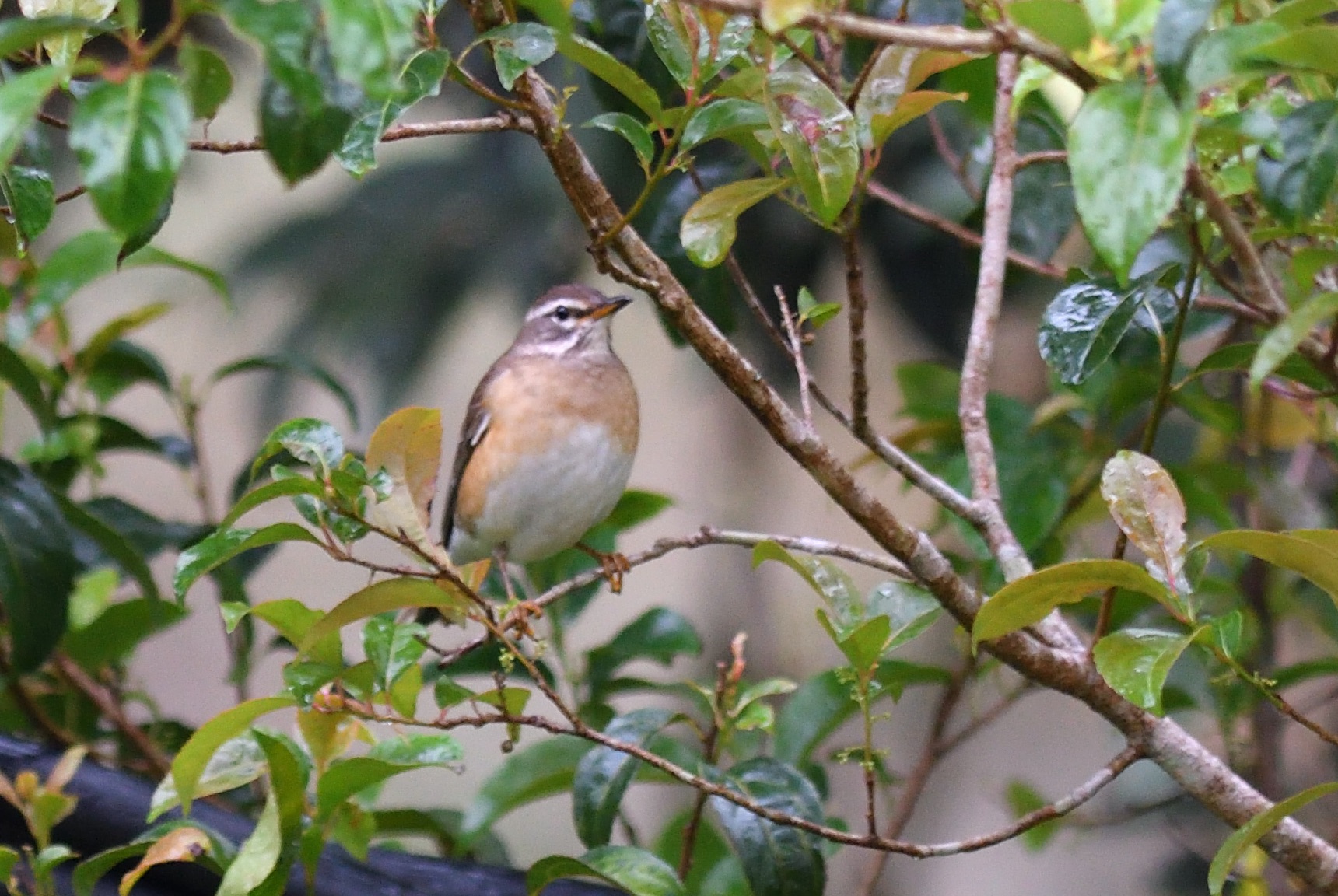 eye-brpwed thrush