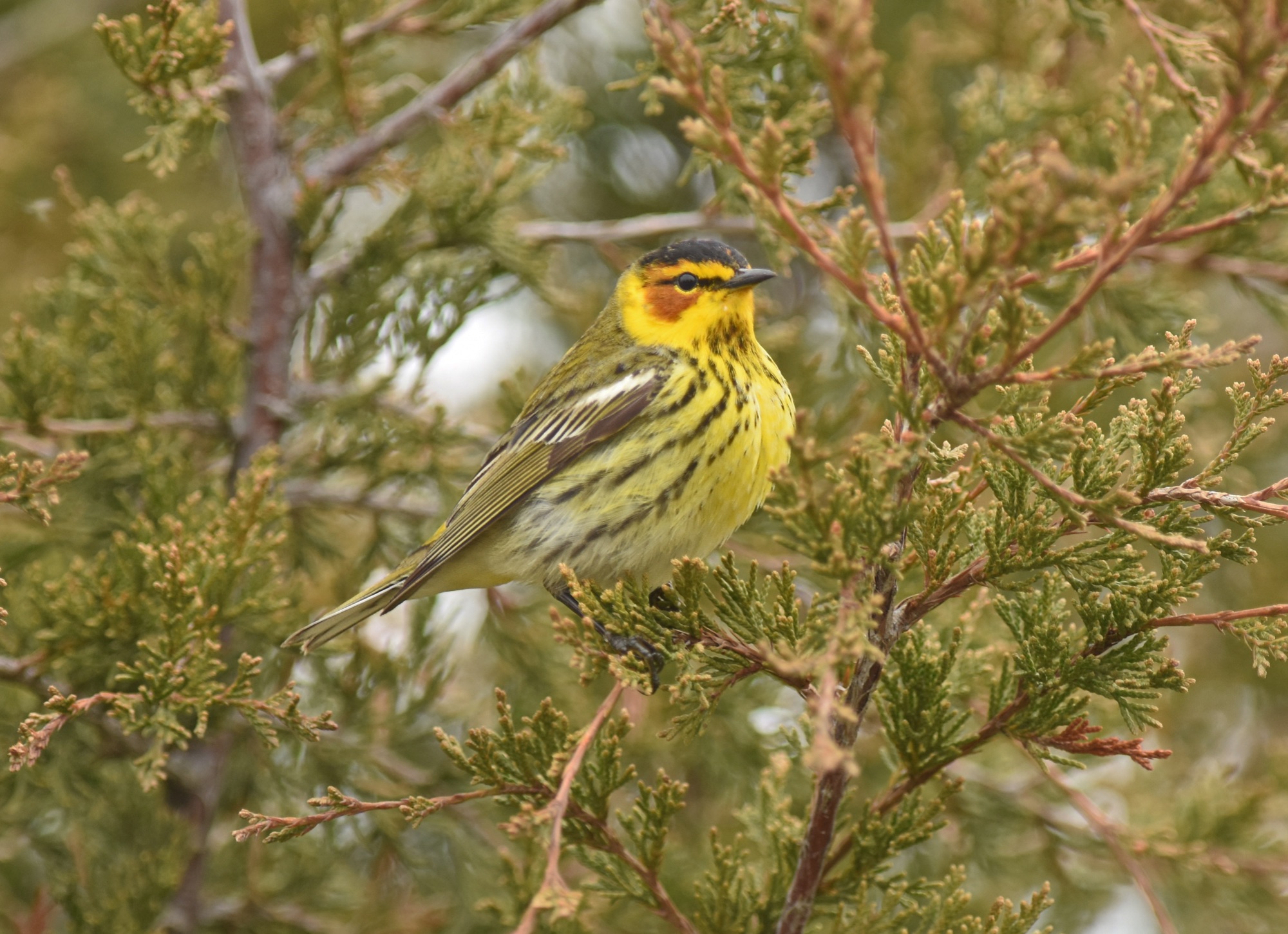 Cape May Warbler