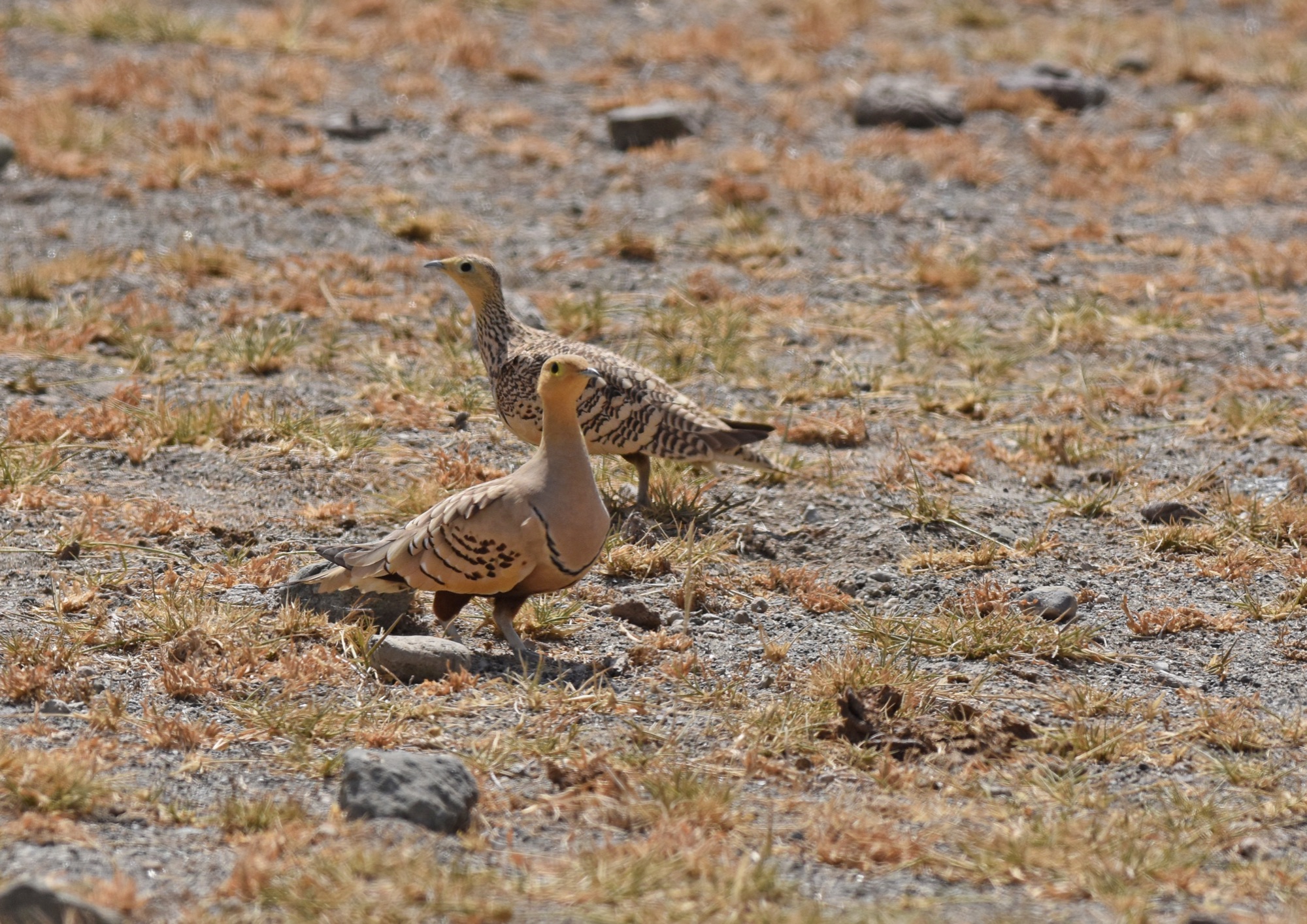Chestnut-bellied Sandgrouse