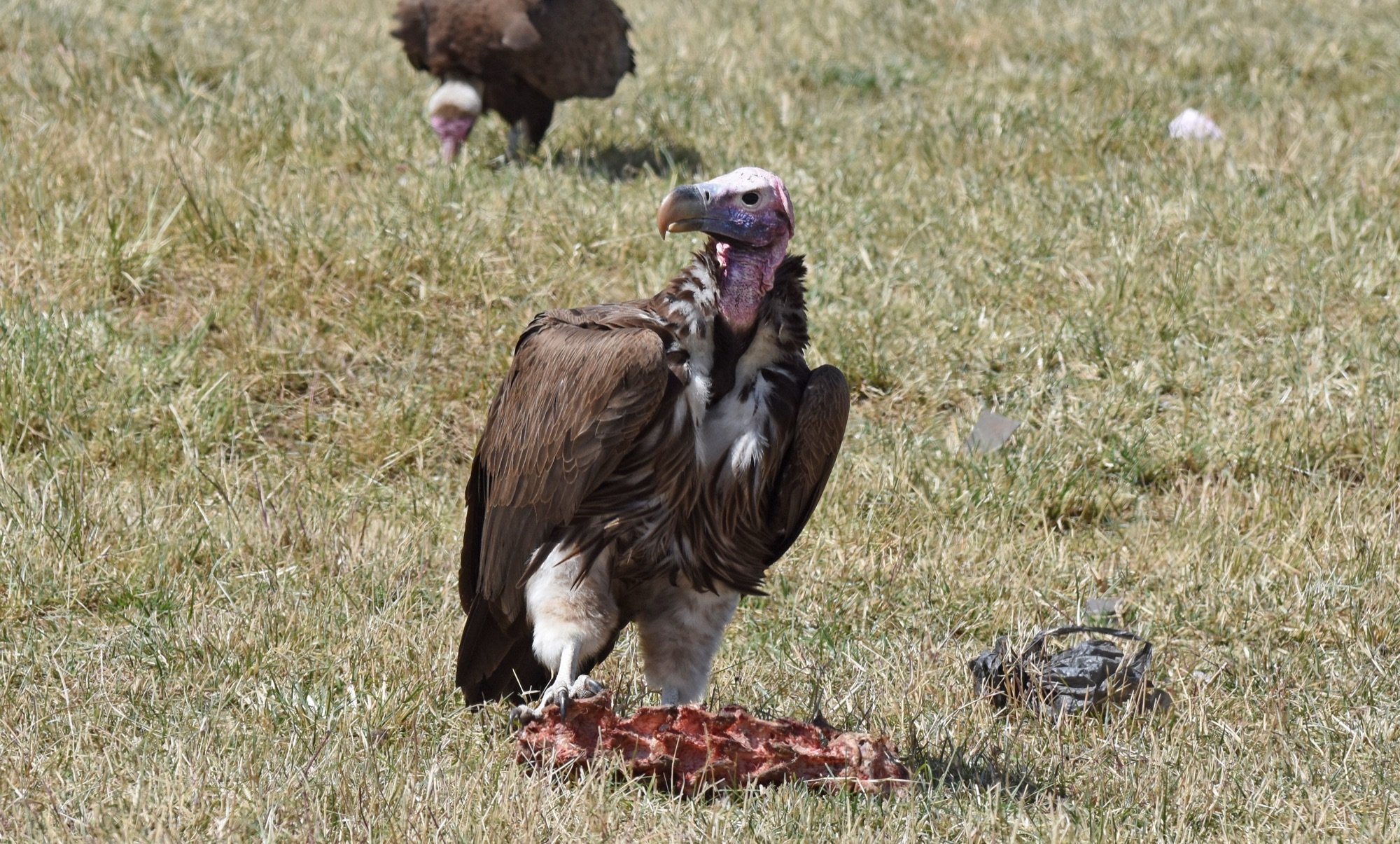 Lappet-faced Vulture