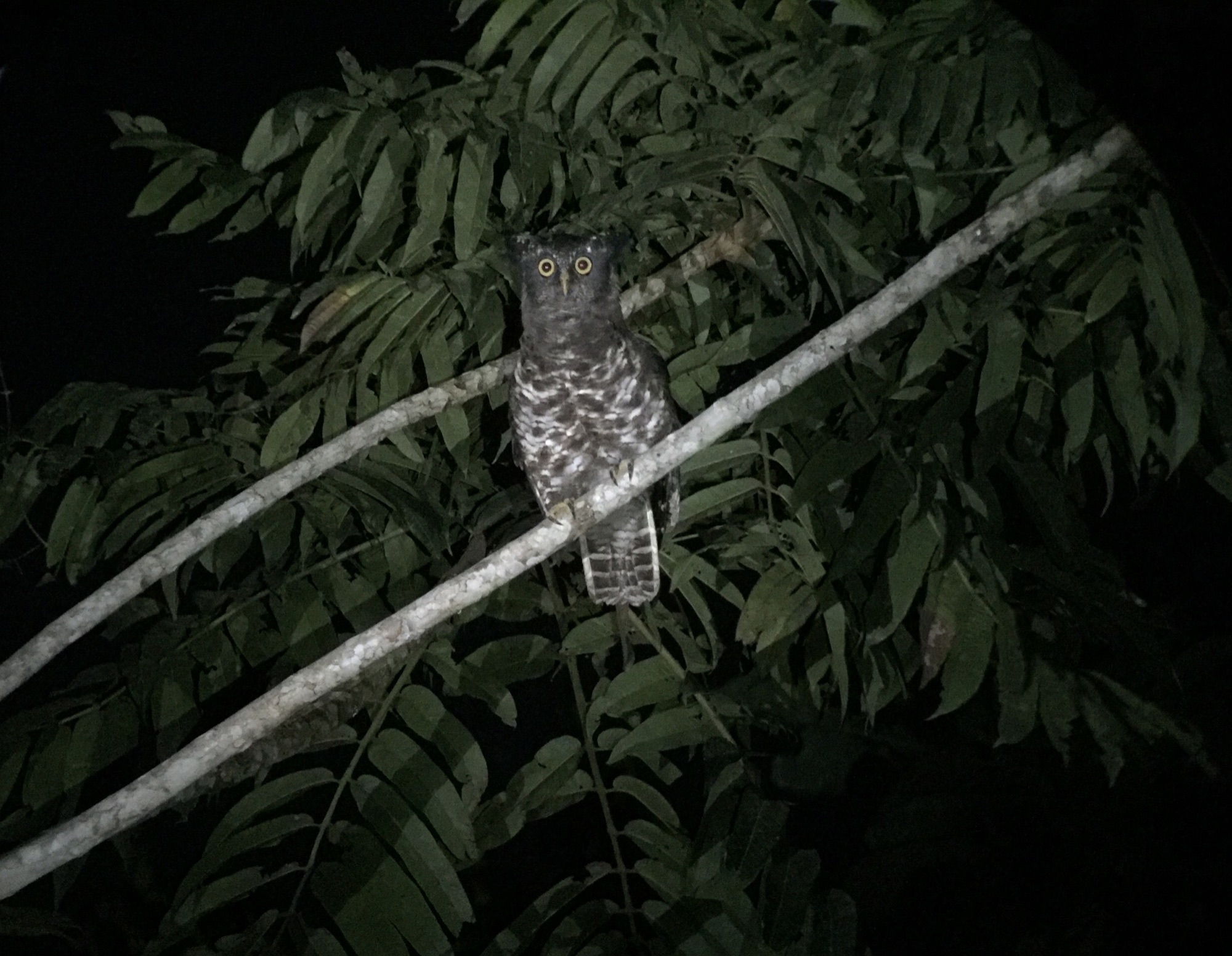 Akun Eagle-Owl by Nick Bray