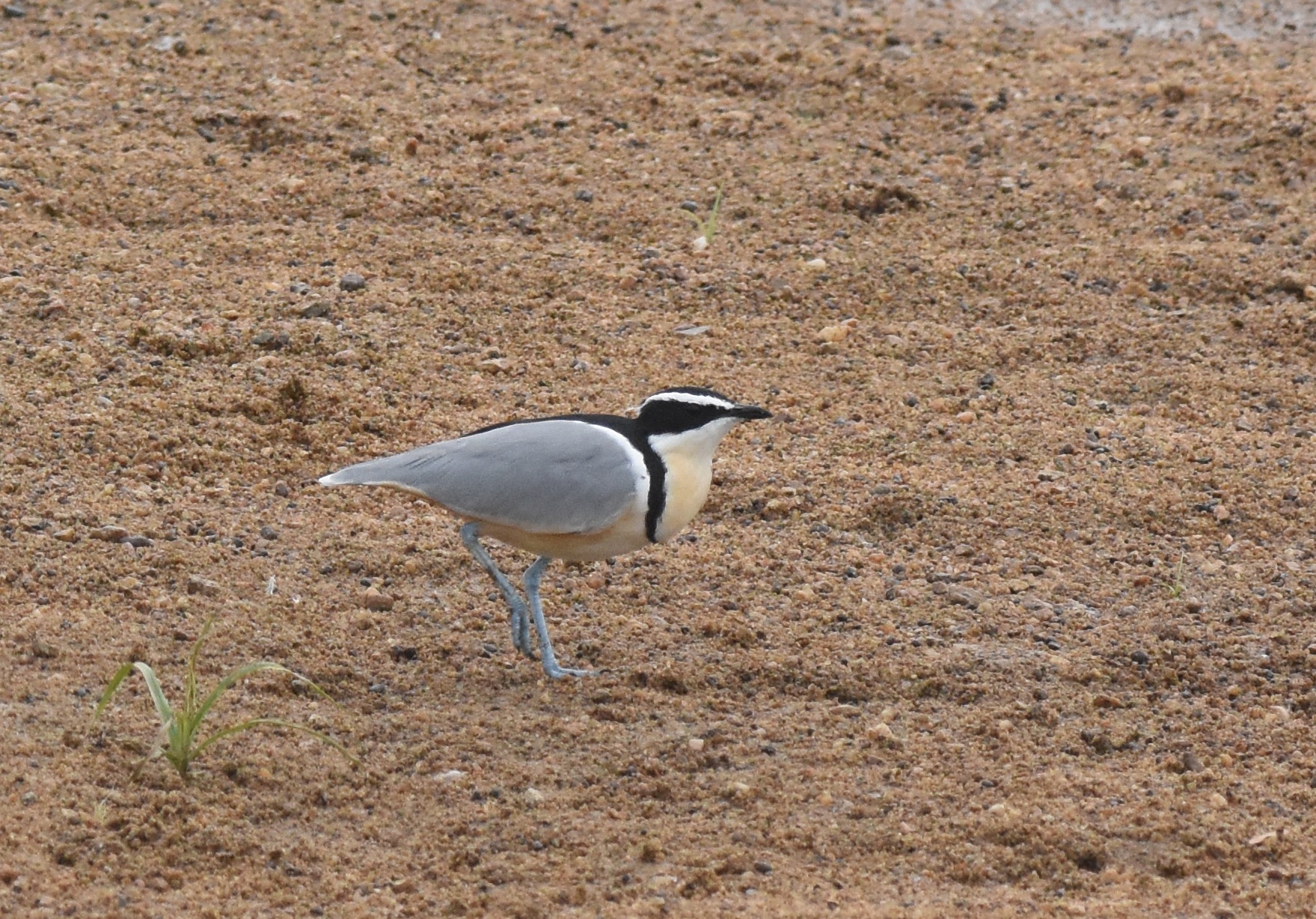 egyptian plover