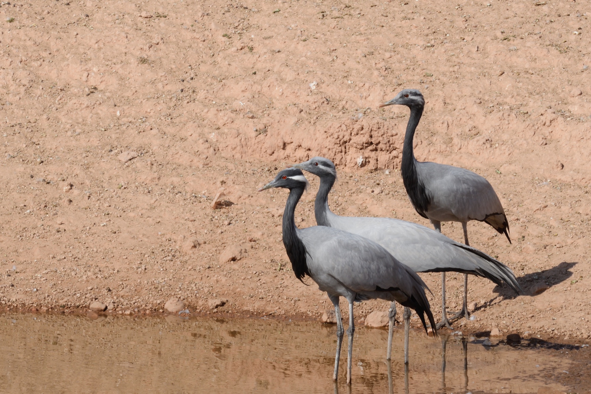Demoiselle Crane