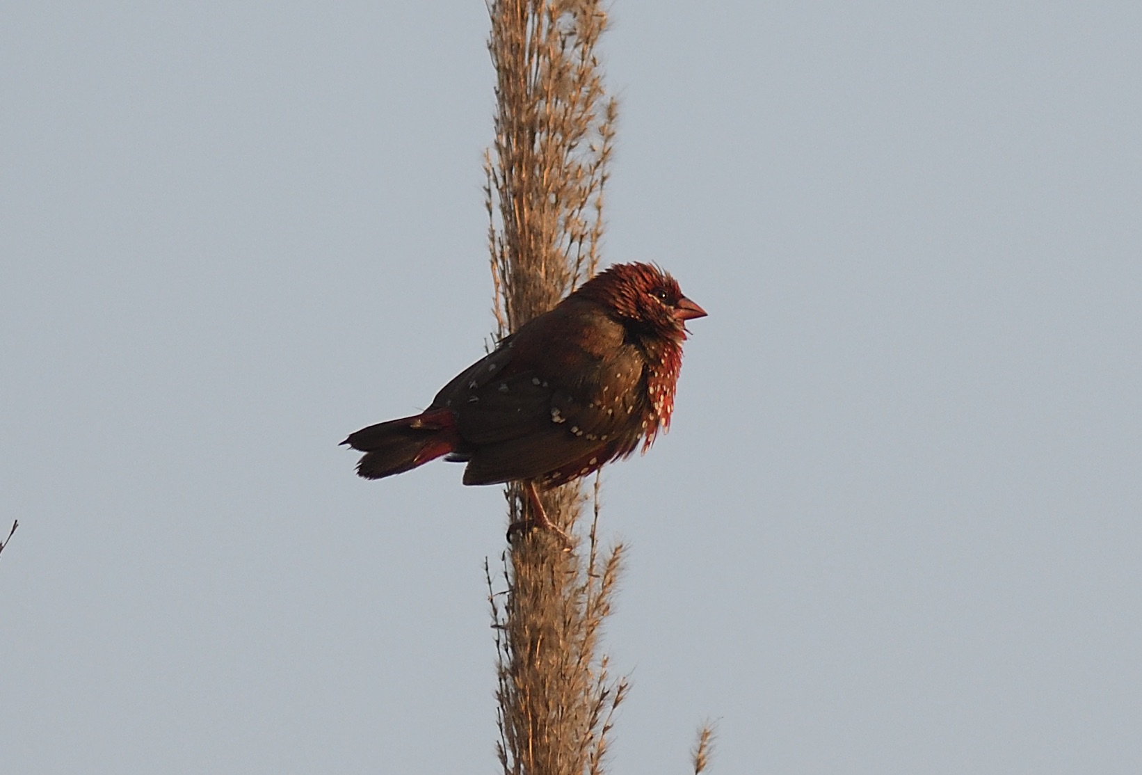 Red Avadavat
