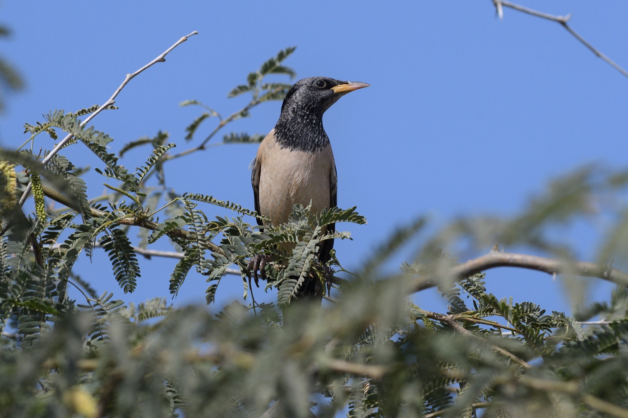 rosy starling