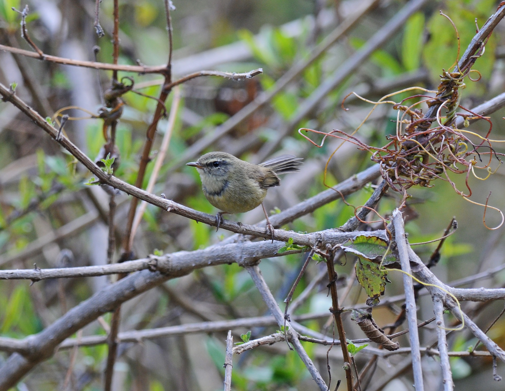 Aberrant Bush-Warbler