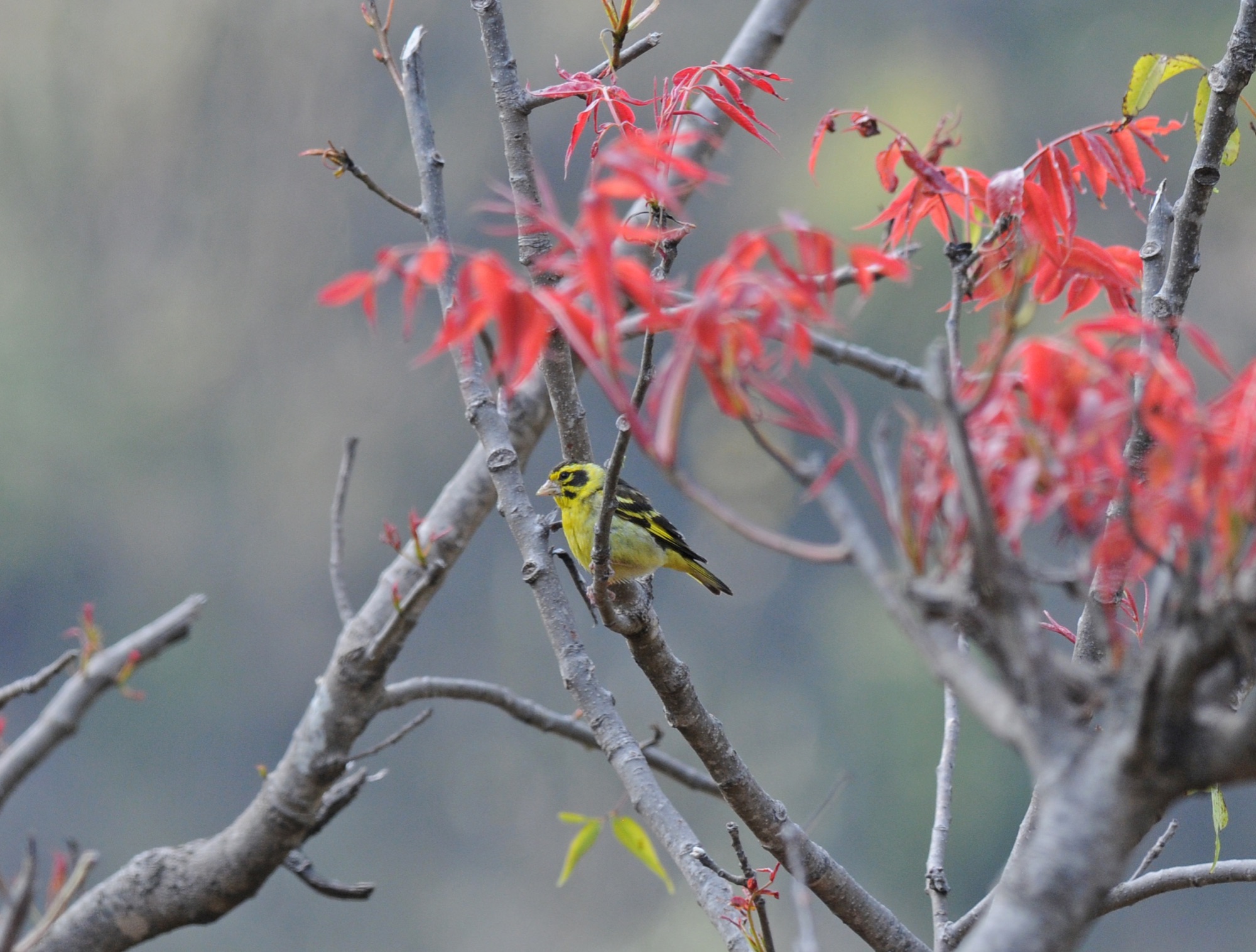 Himalayan Greenfinch