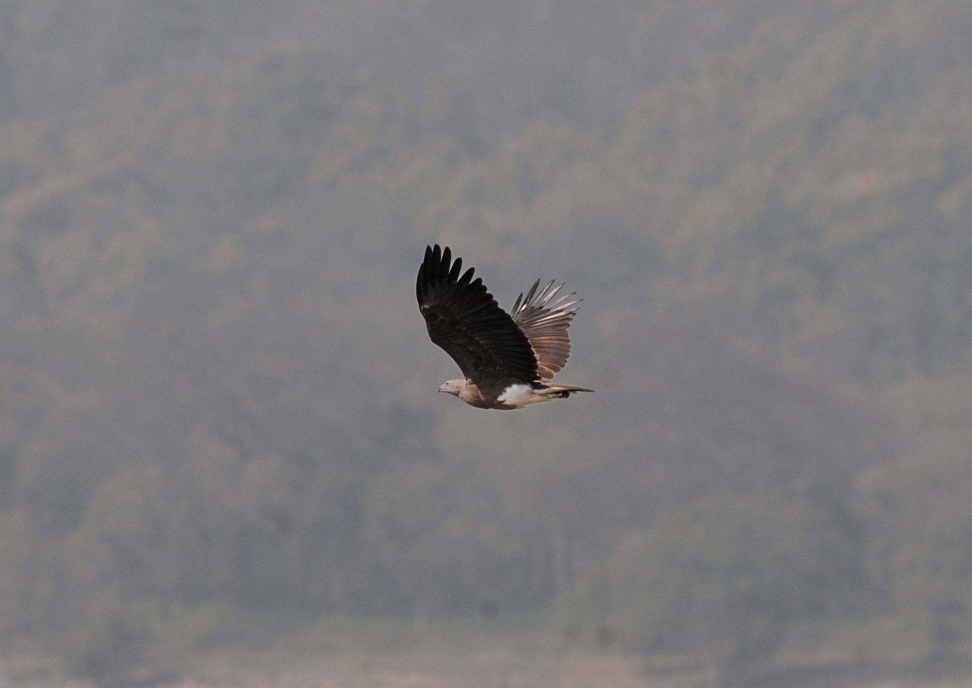 lesser fish-eagle