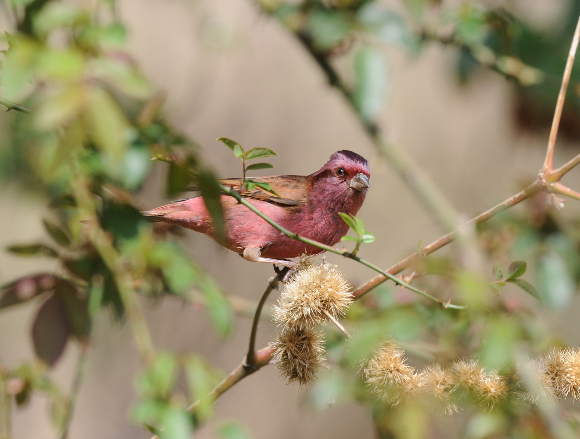 Pink-browed Rosefinch