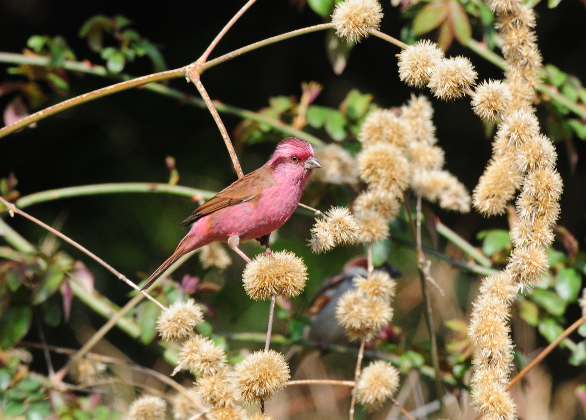 pink-browed rosefinch