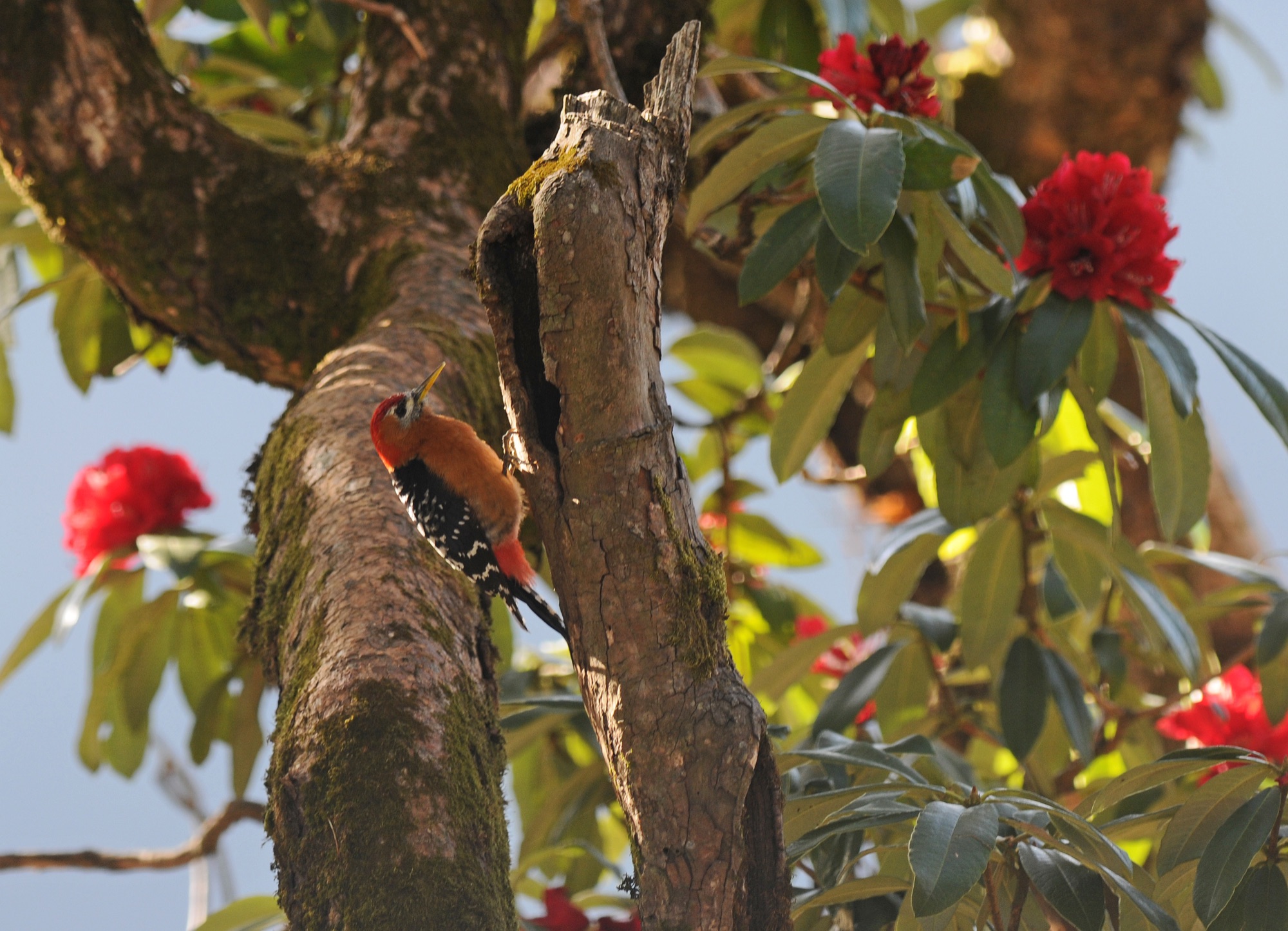 rufous-bellied woodpecker