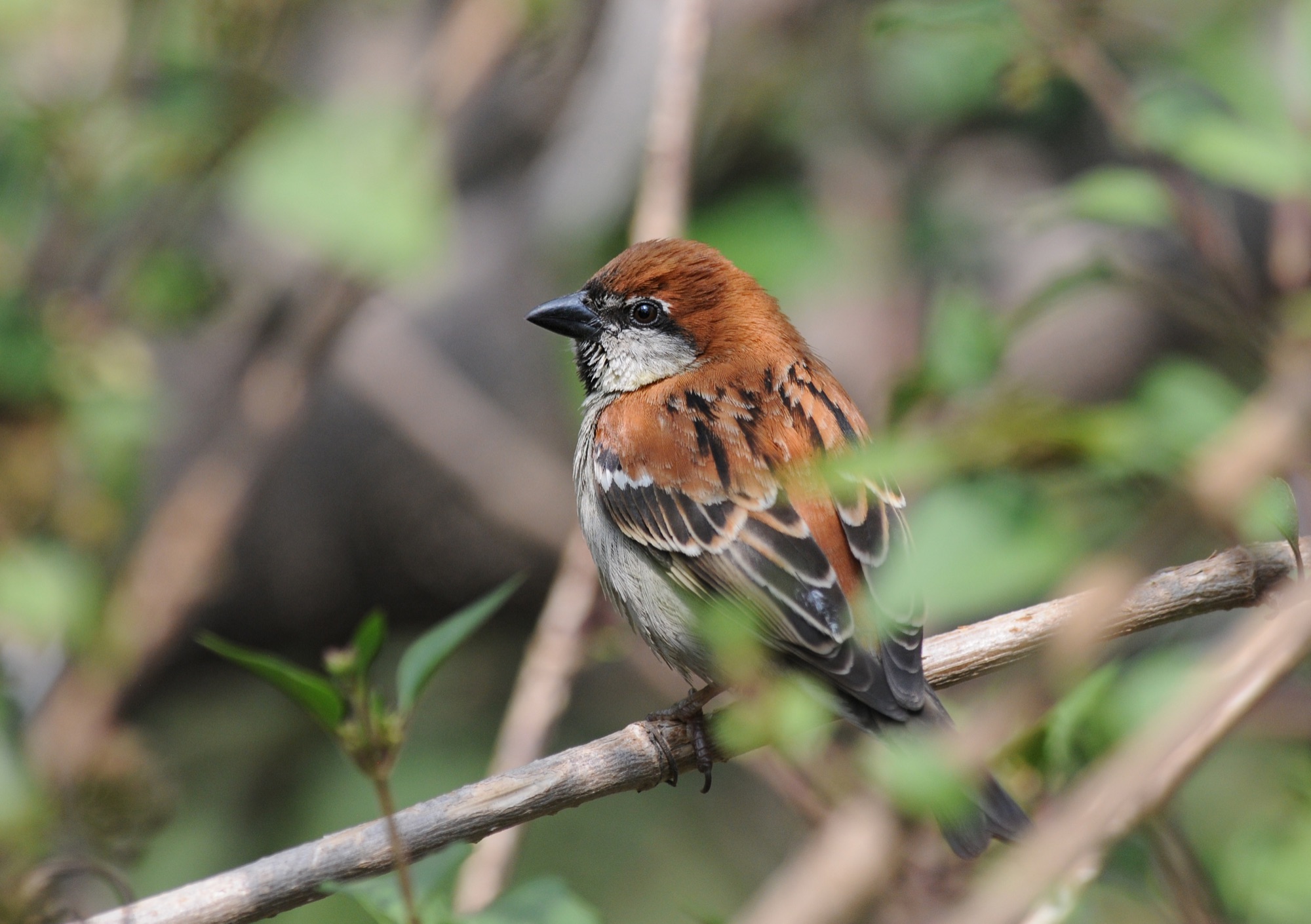 russet sparrow