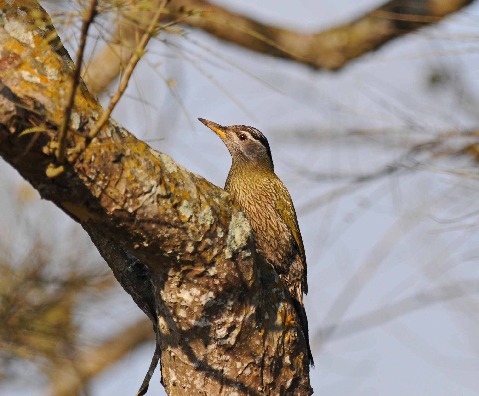 streak-throated woodpecker