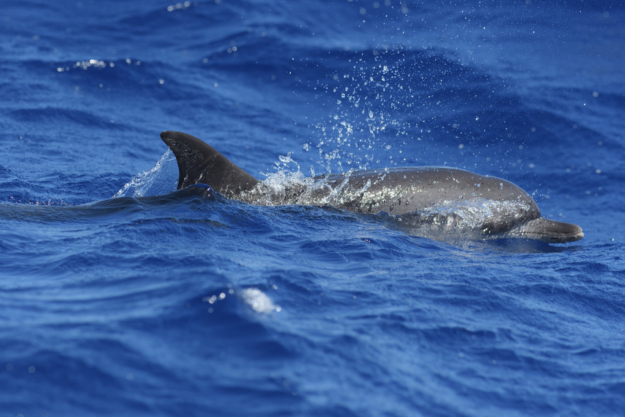 atlantic spotted dolphin