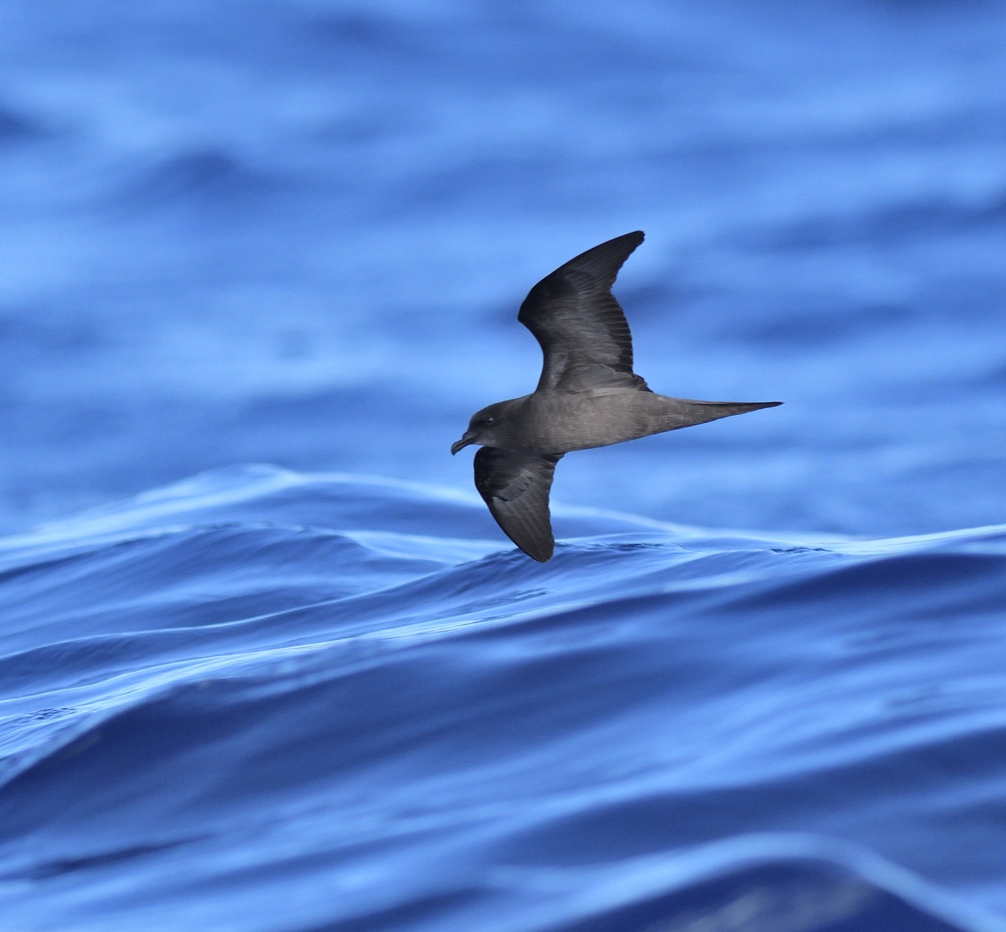 bulwer's petrel