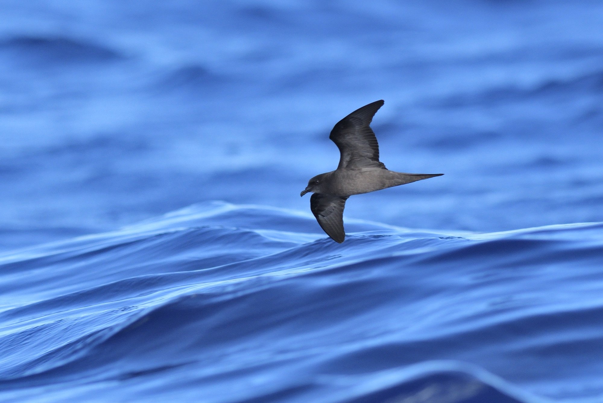 bulwer's petrel