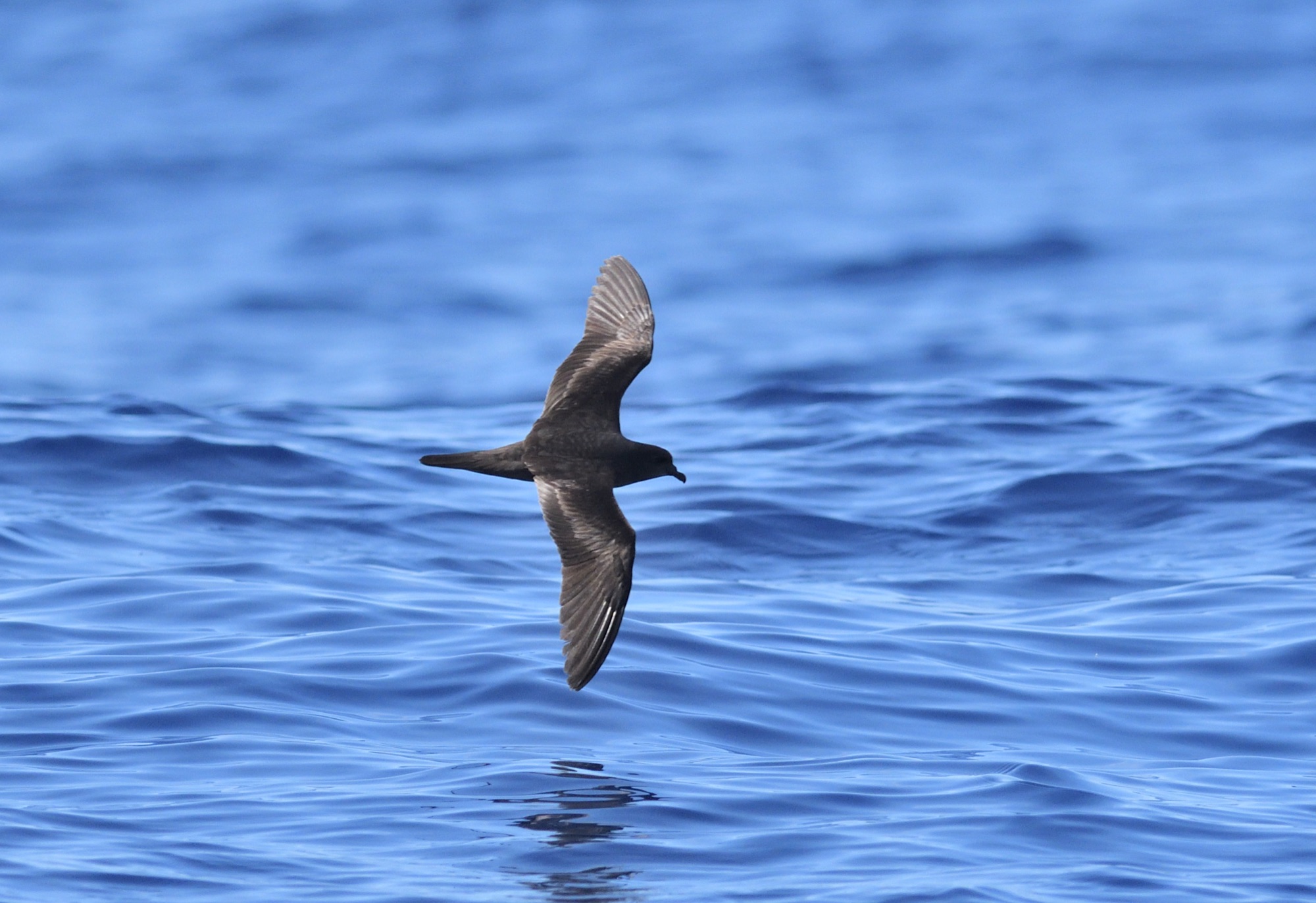 Bulwer's Petrel