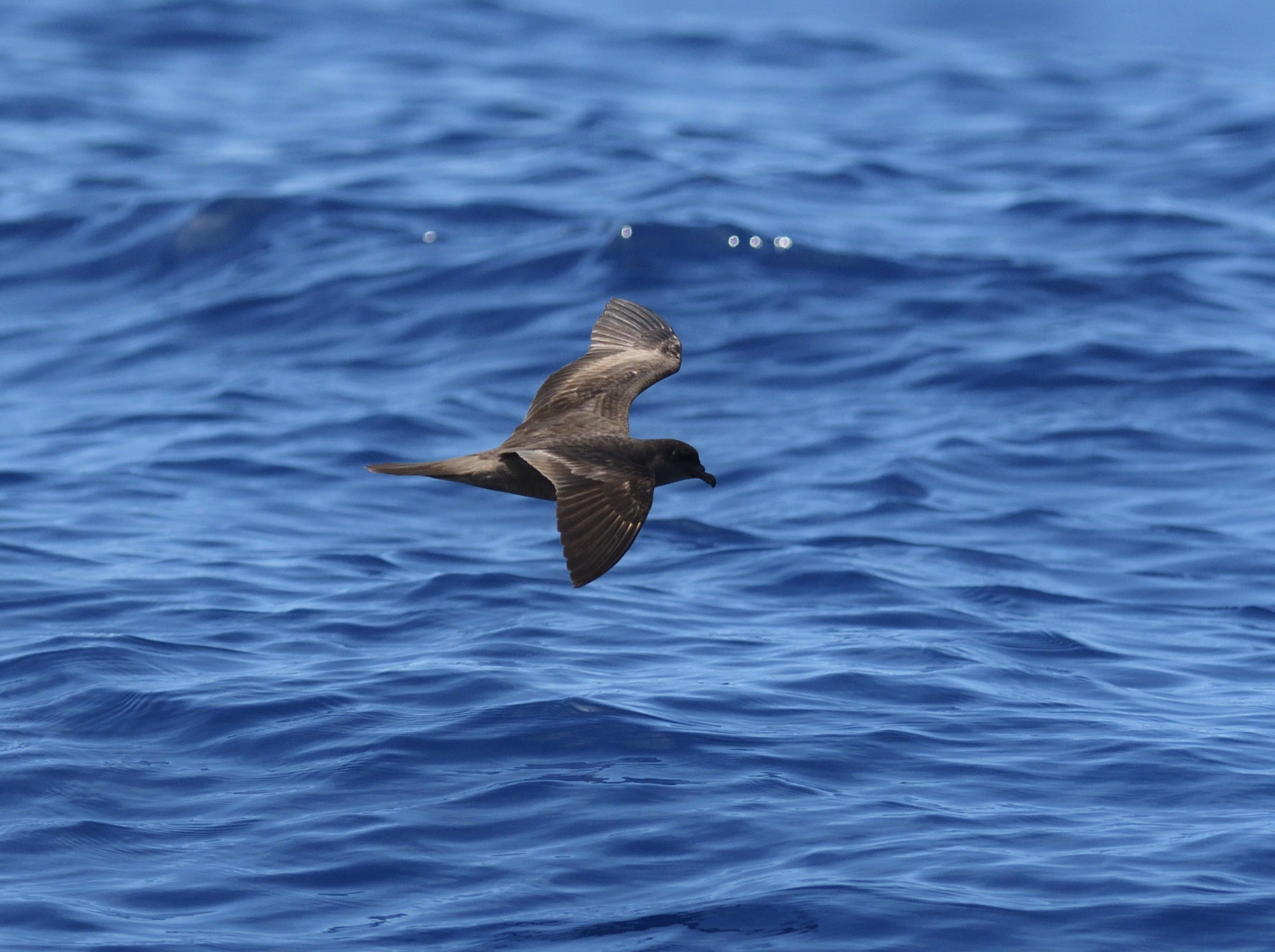 monteiro's strom petrel