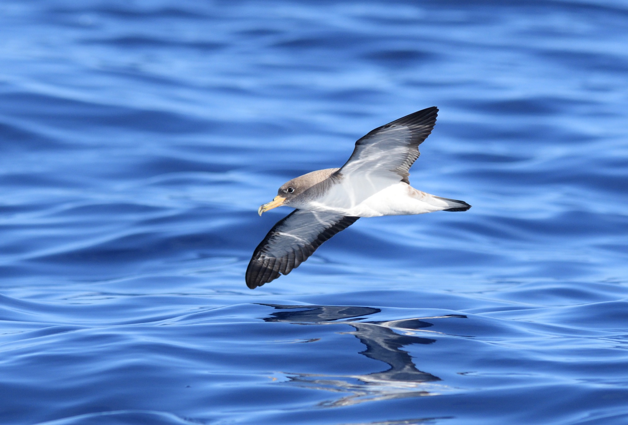 cory's shearwater