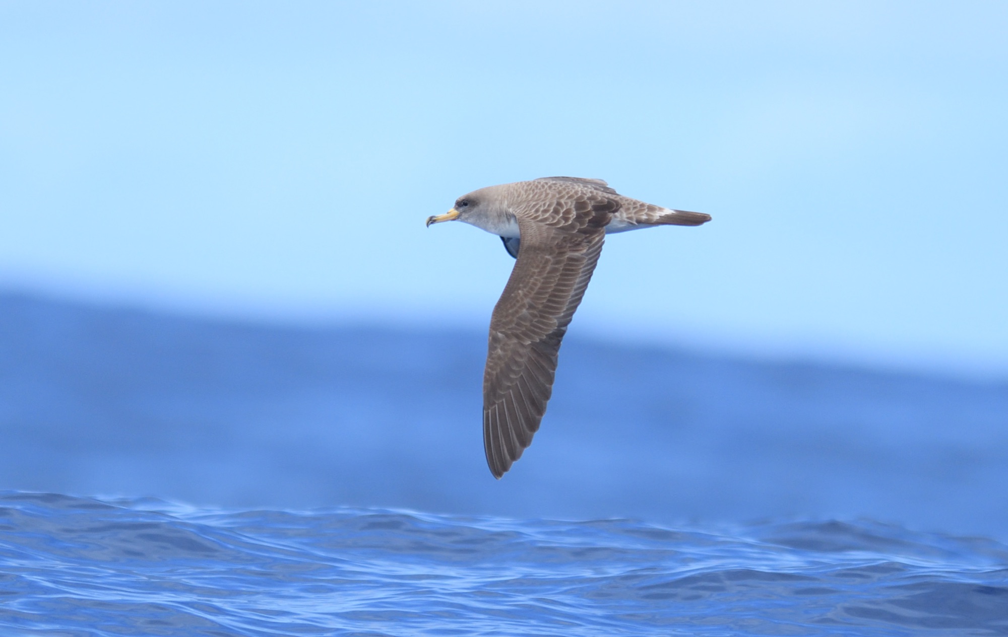 Cory's Shearwater