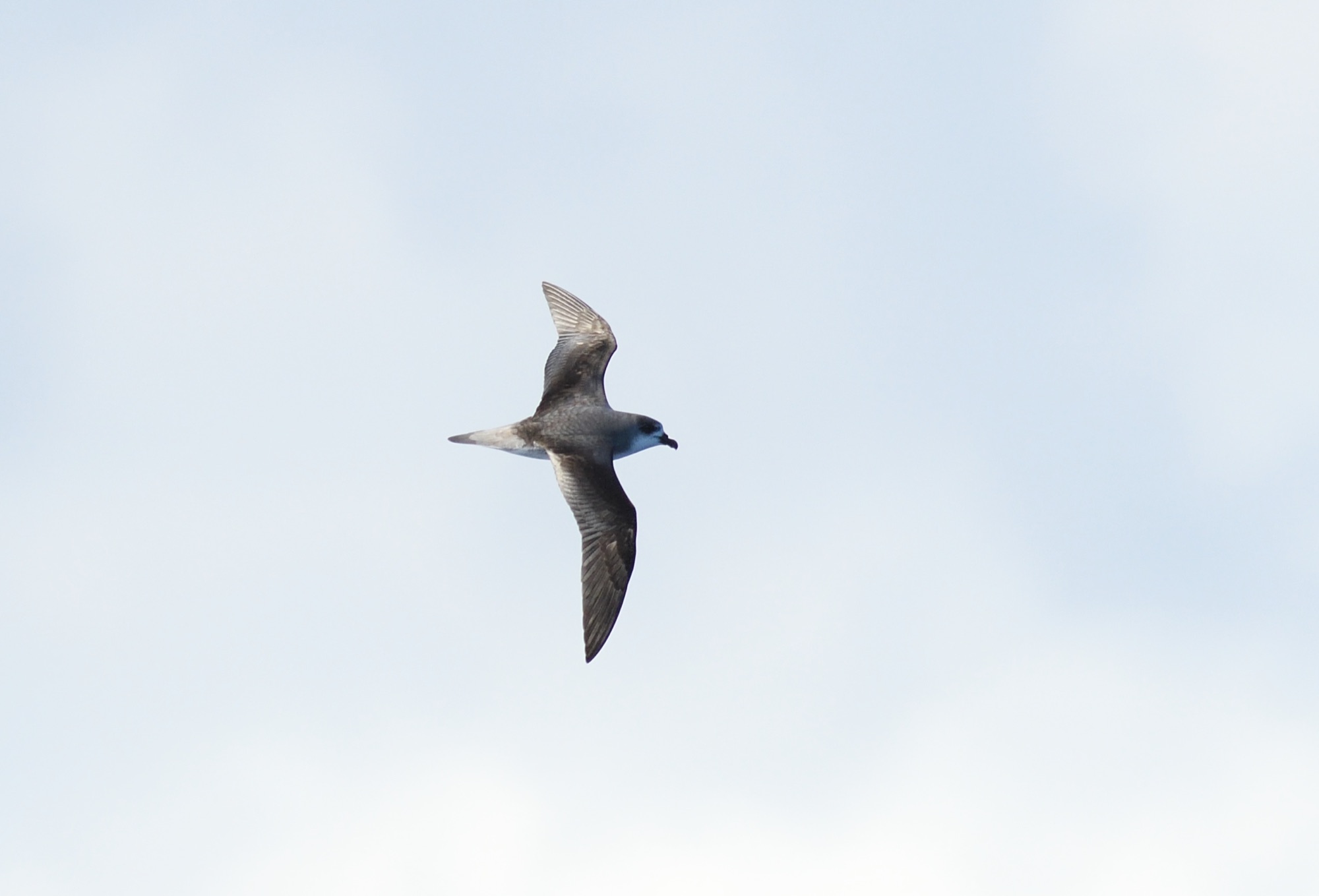 desertas petrel