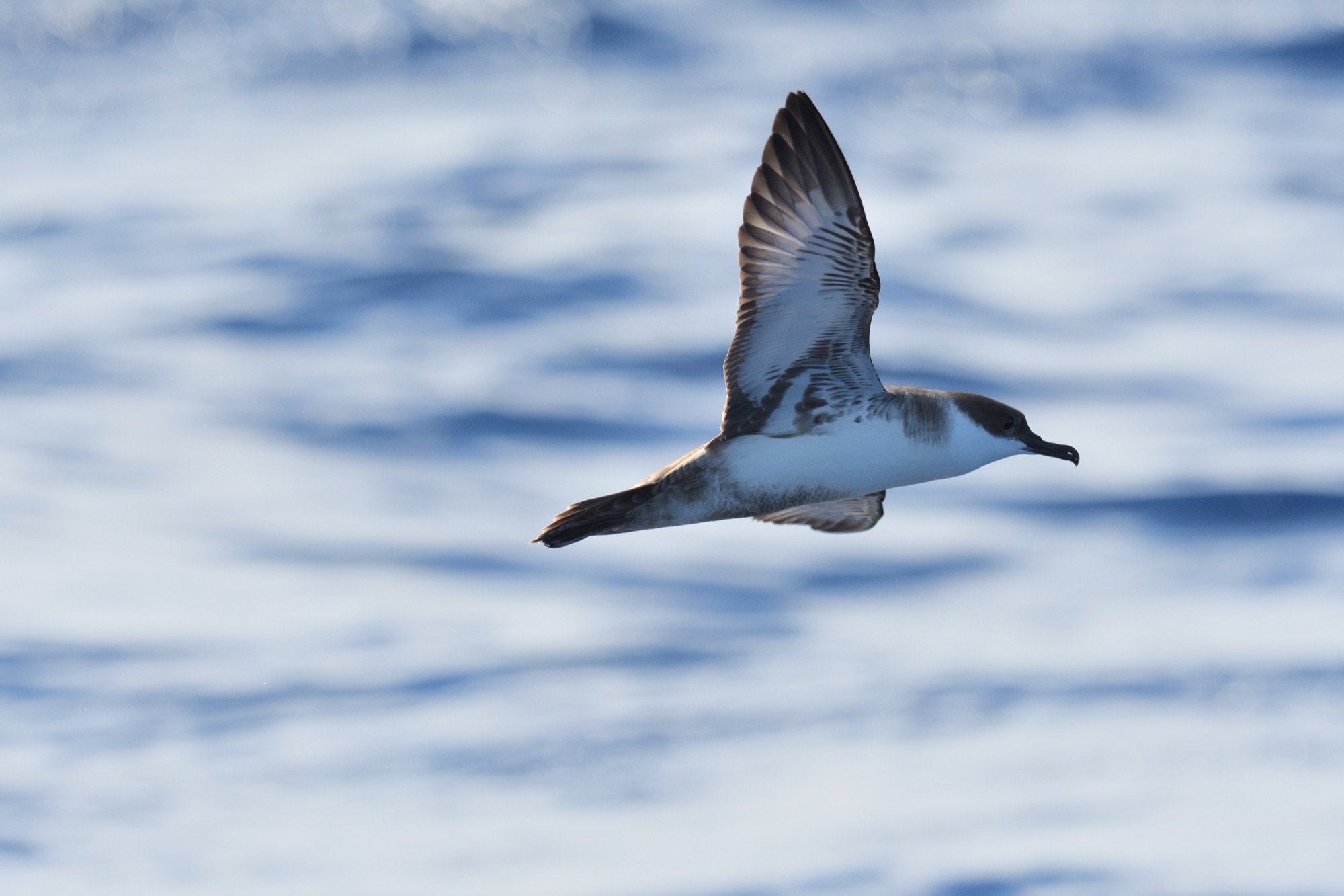 great Shearwater