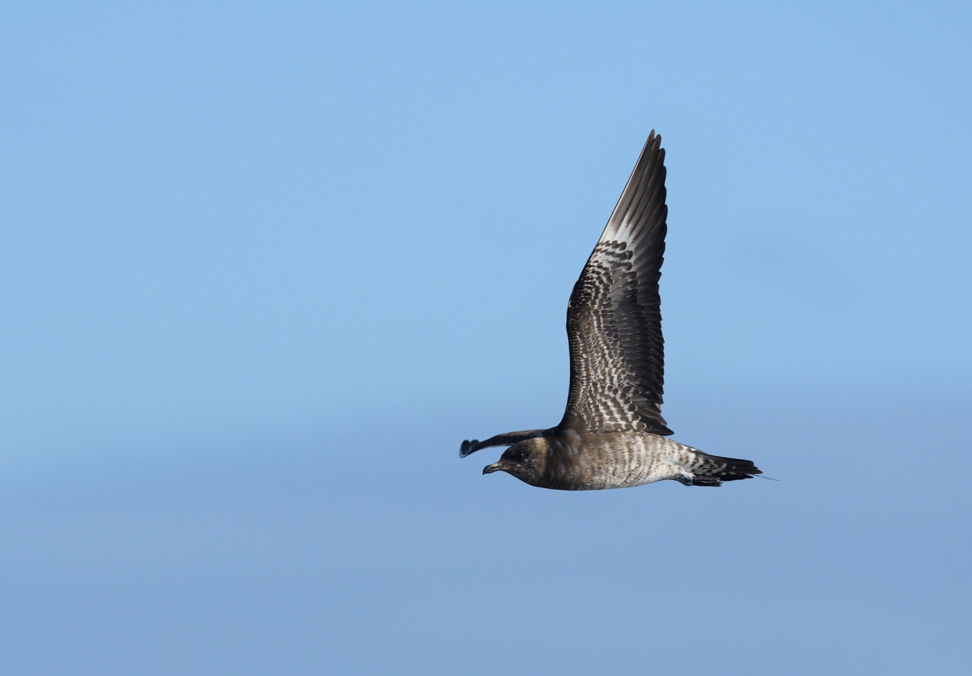 long-tailed skua