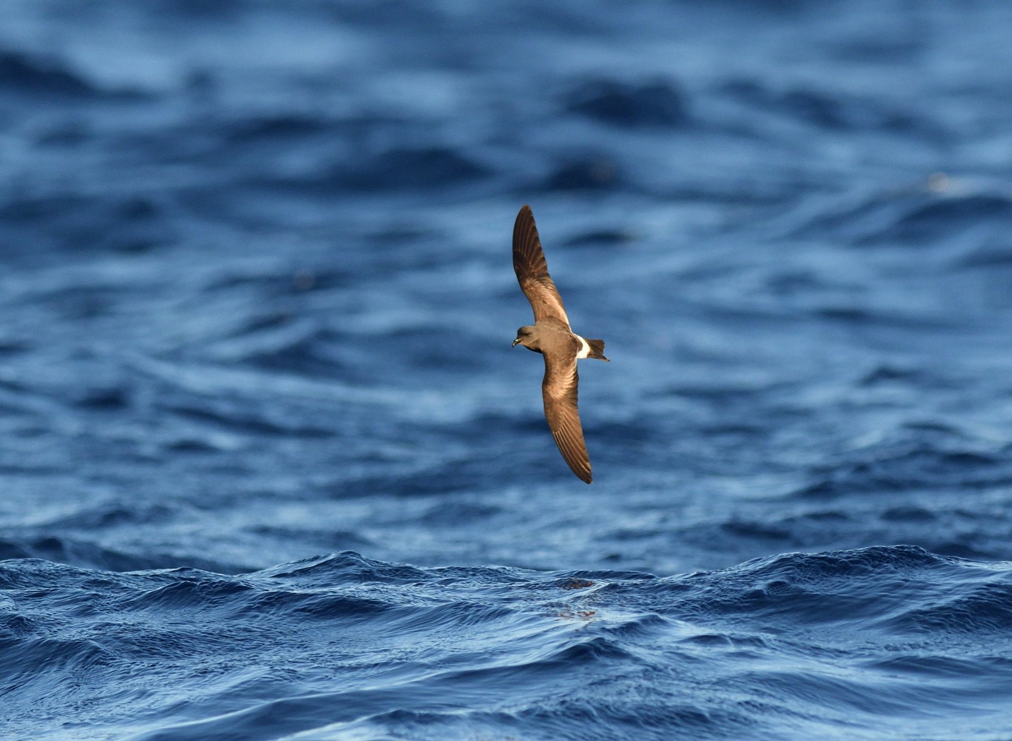 madeiran storm-petrel