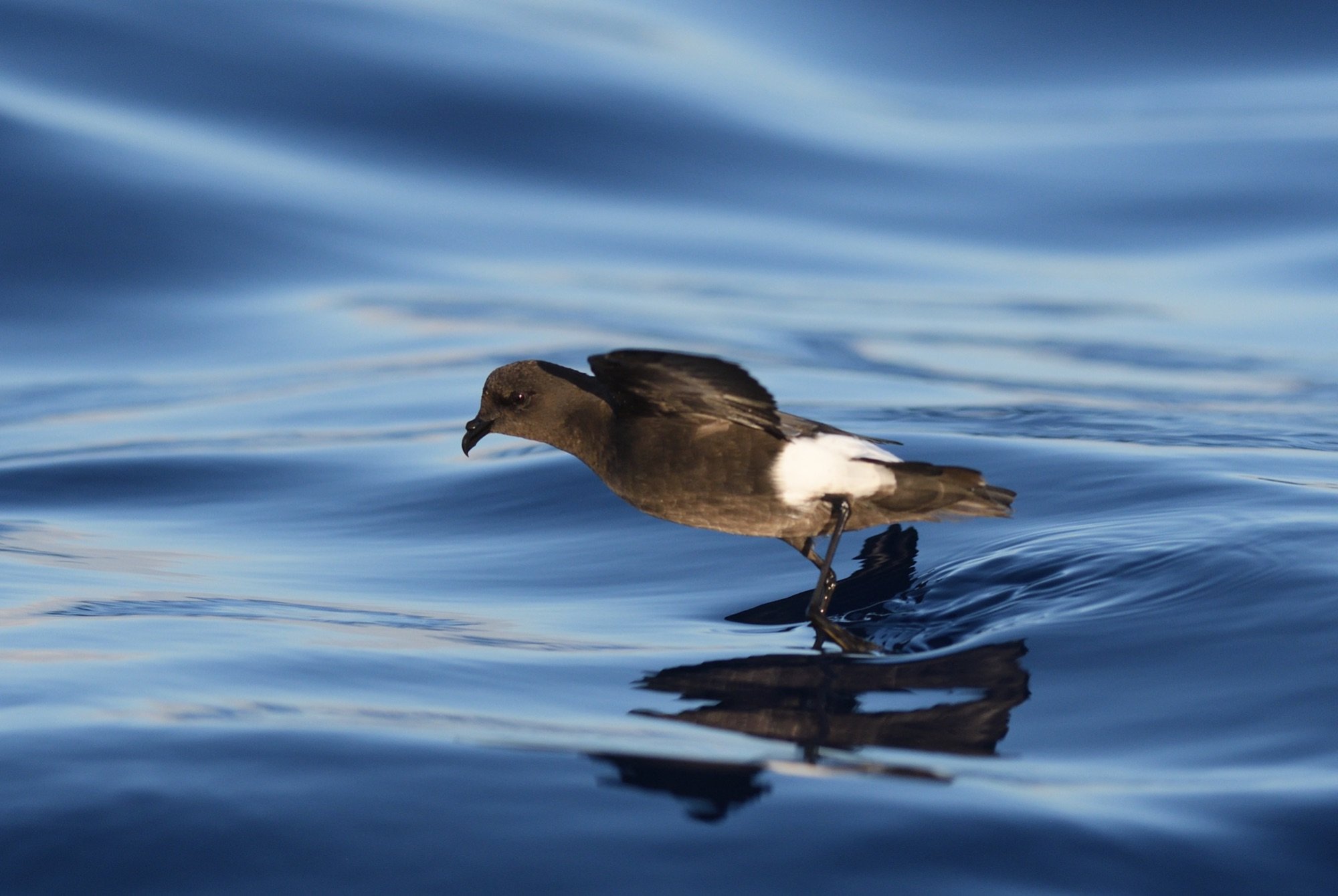 wilson's storm-petrel