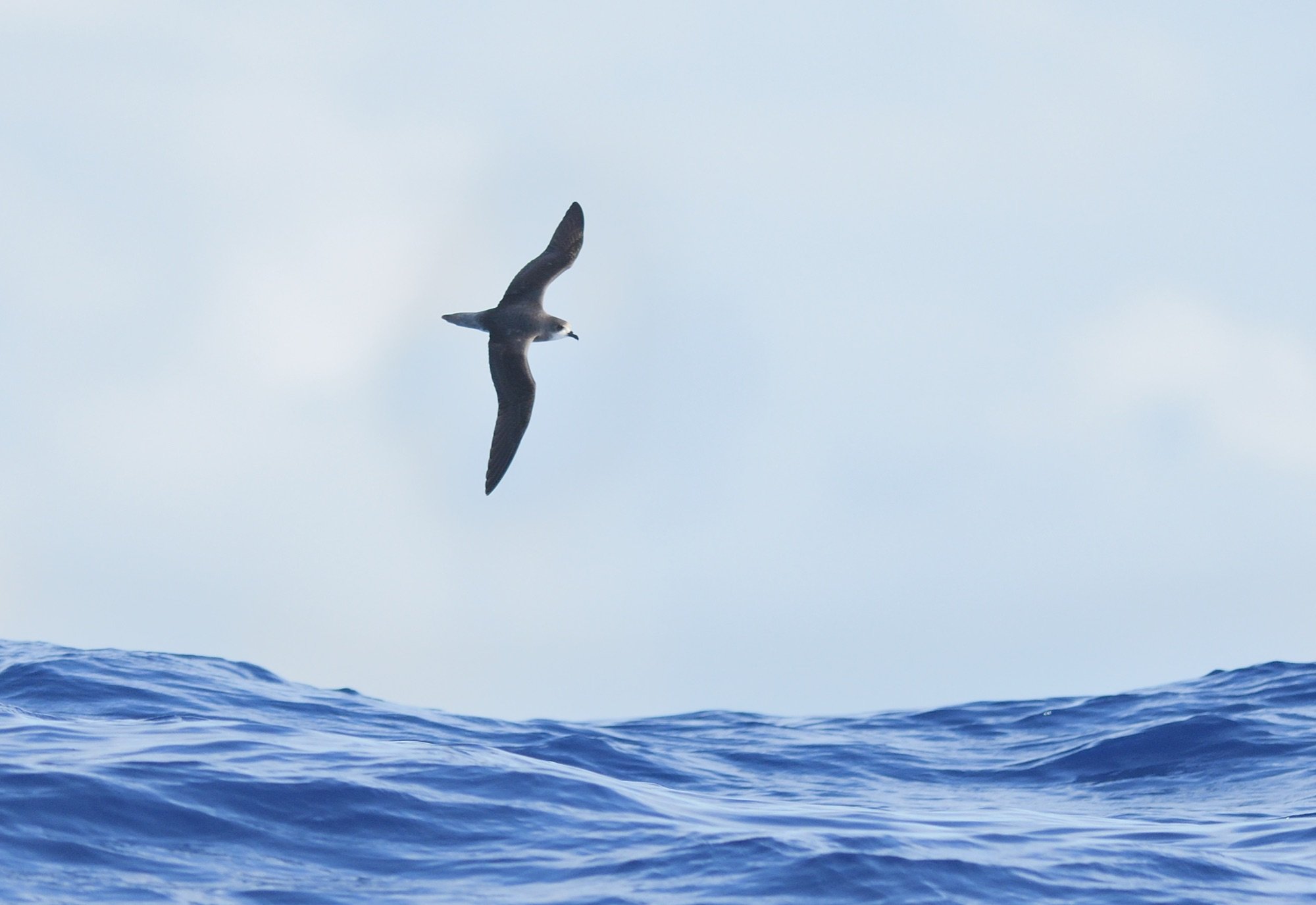 zino's petrel