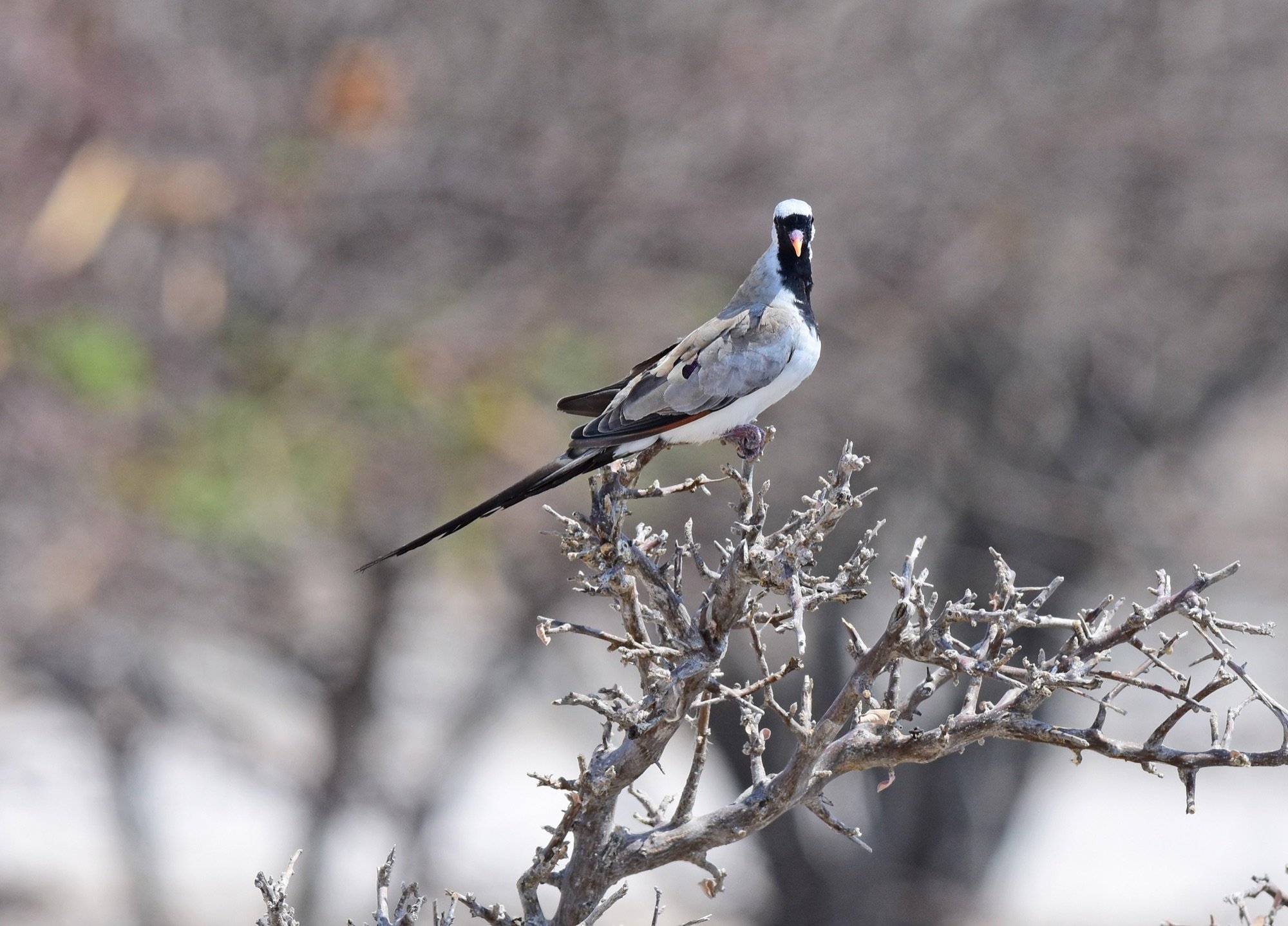 Namaqua Dove