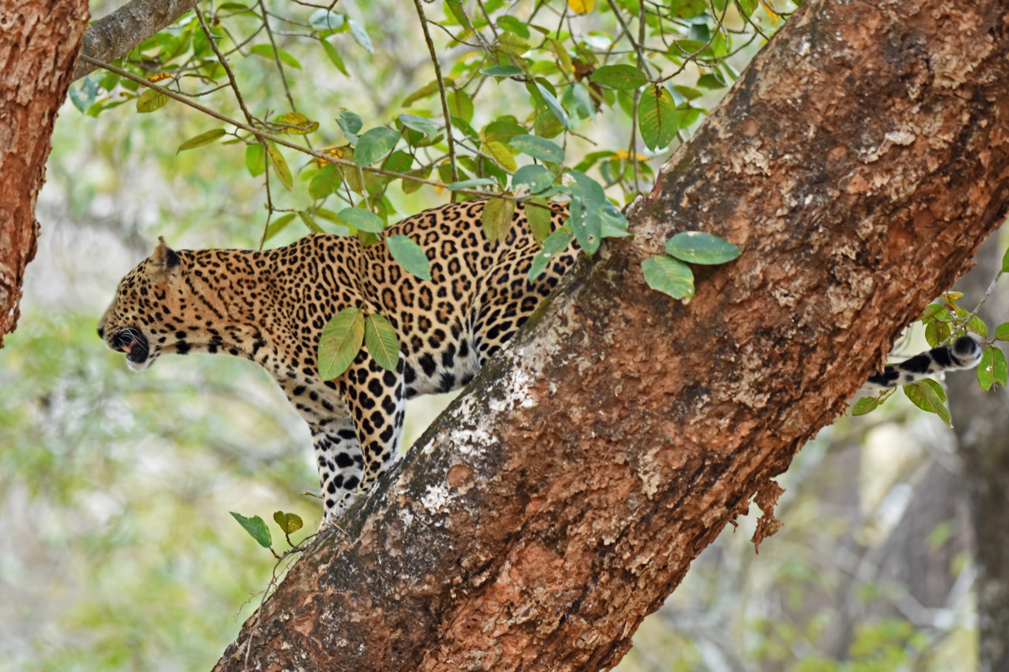 asiatic leopard